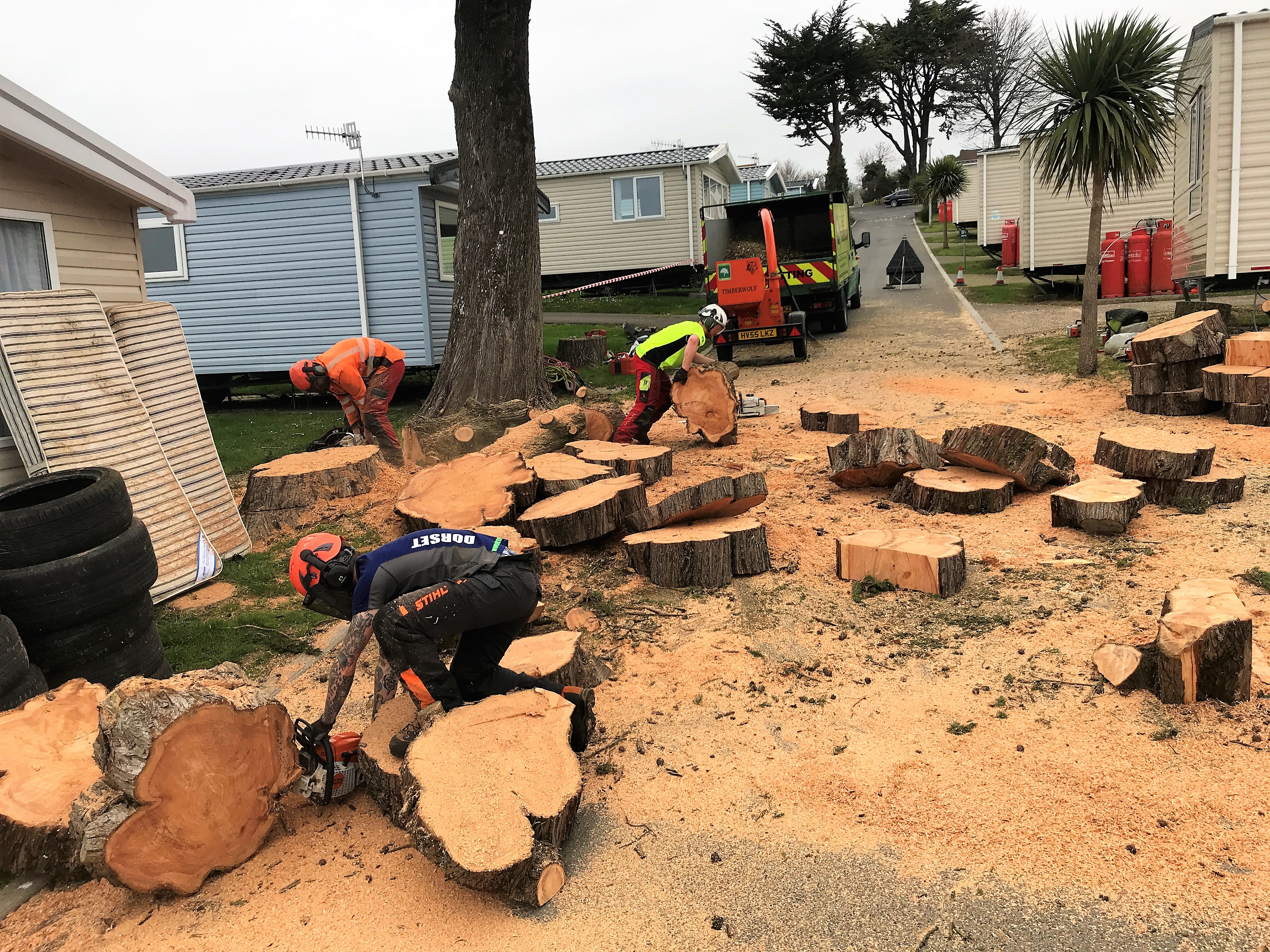 Tree felling in Weymouth, Dorchester, Portland, Dorset by a Weymouth tree surgeon team - tree surgeon team cutting up a tree into sections to removed from site