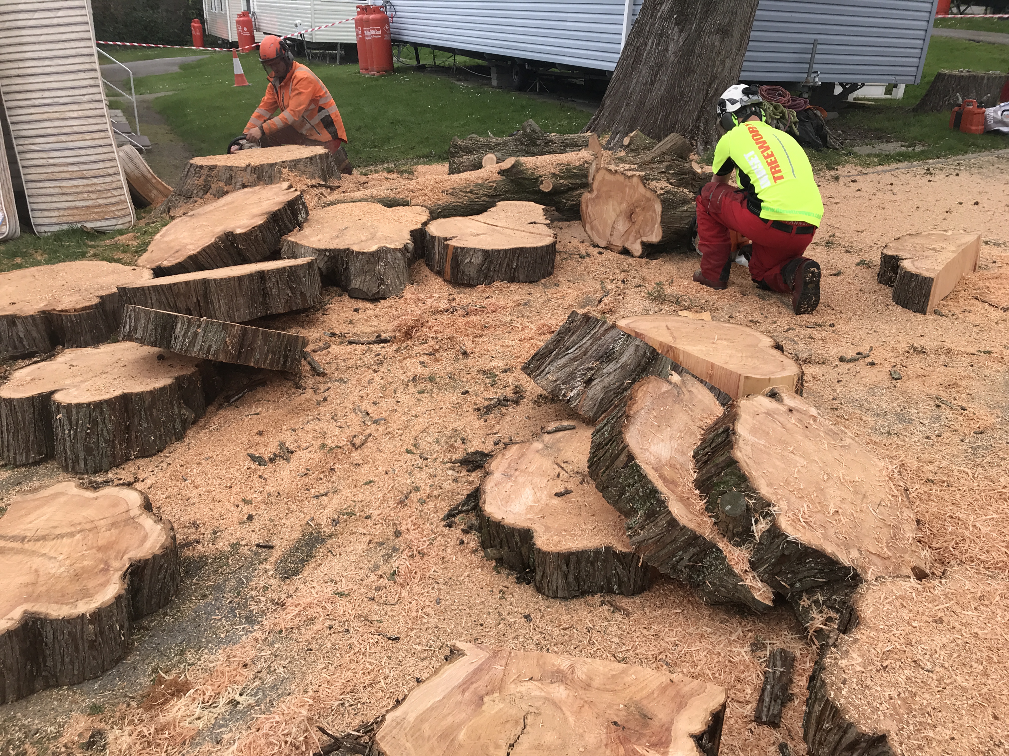 Weymouth Tree Surgeon | Our Services in Weymouth, Dorchester, Portland, Dorset - tree care, tree removal, hedge trimming, stump removal services - tree surgeons in Weymouth cutting a tree drop to stump using a large chainsaws.