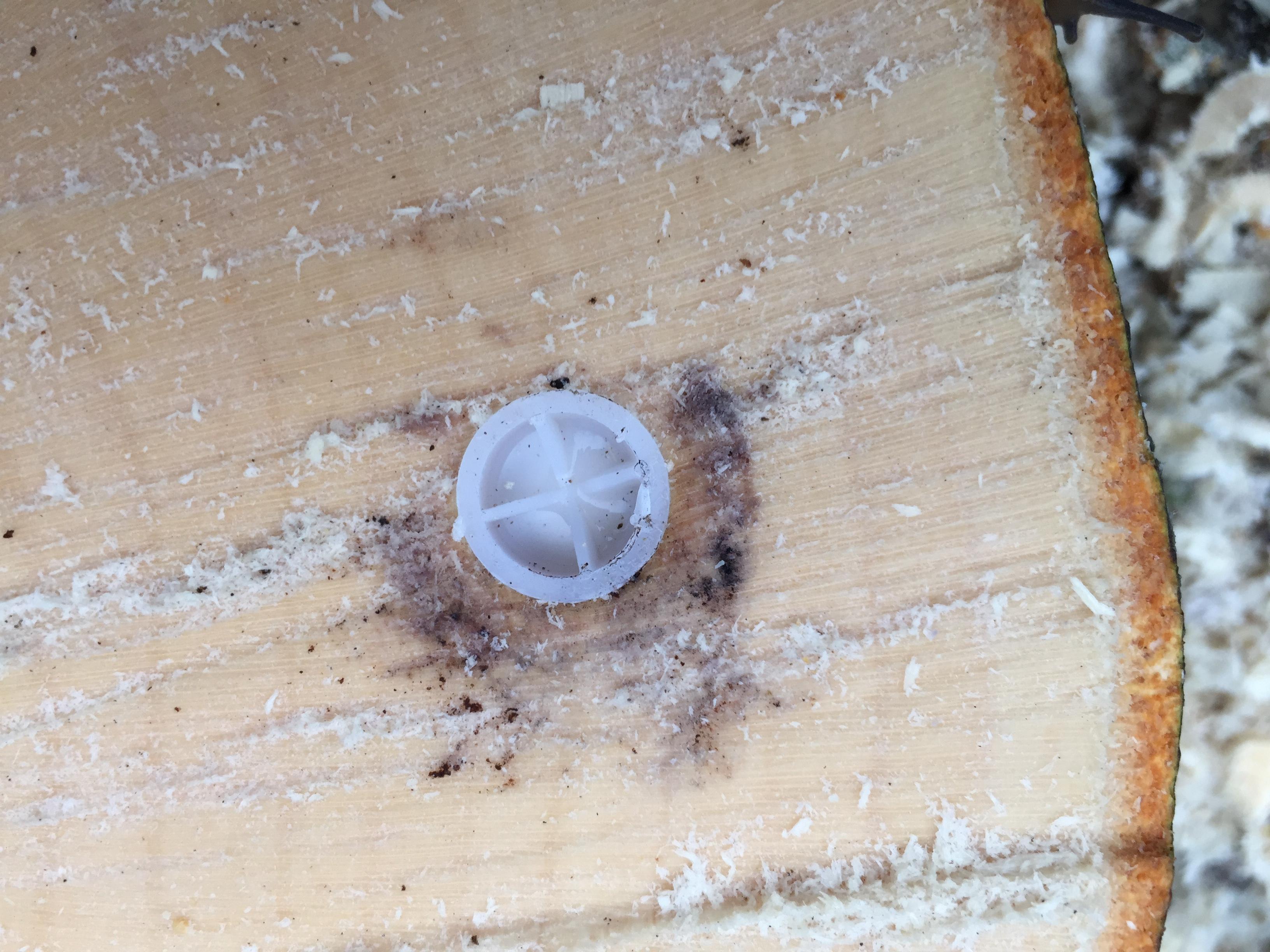 Weymouth Tree Surgeon - Tree stump plugs inserted in a tree stump