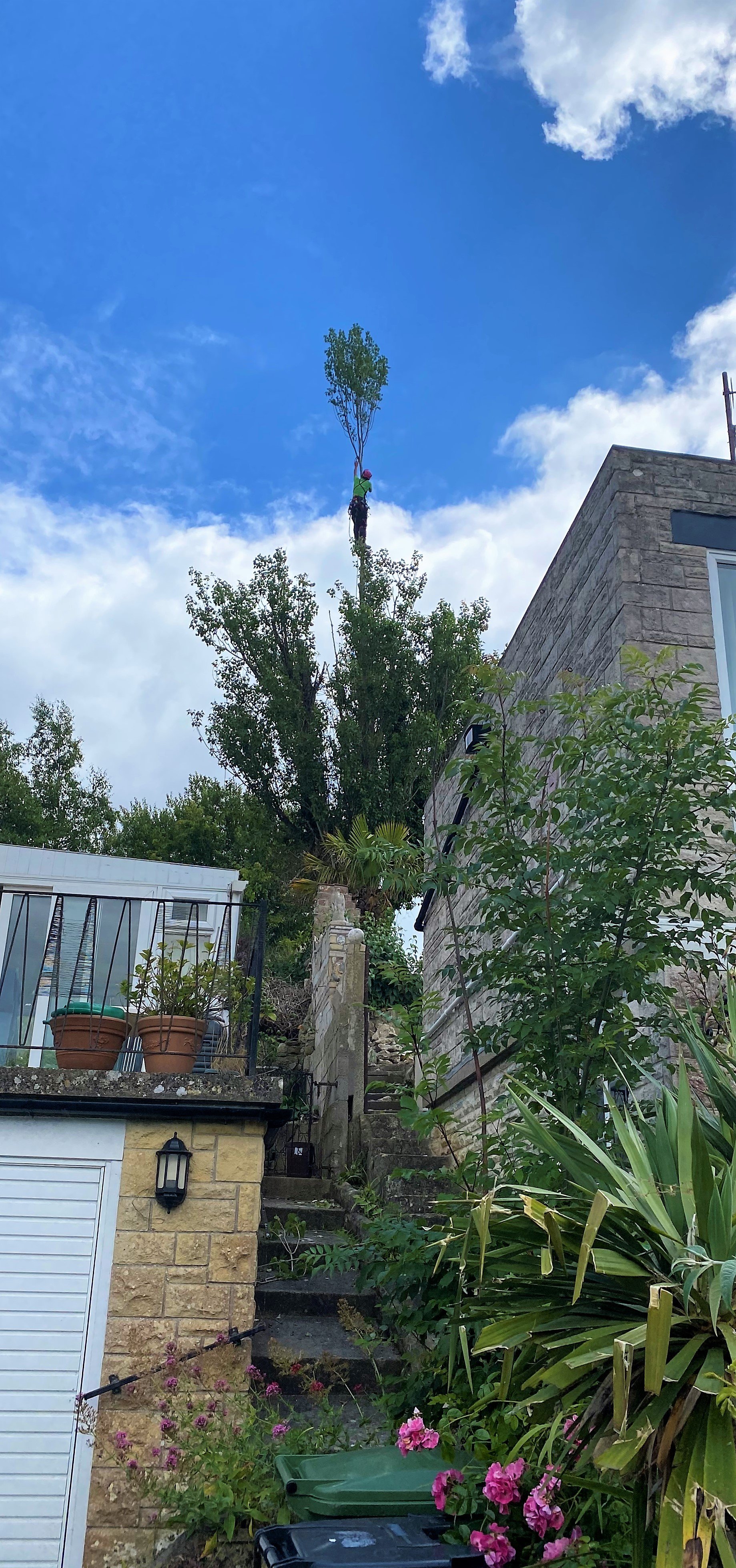 Tree service in Weymouth tree surgeon, Dorchester tree surgeon, Portland tree surgeon, tree surgery, hedge trimming, tree care, tree removal, tree pruning, tree felling, stump grinding - Dorset Treeworx Ltd.