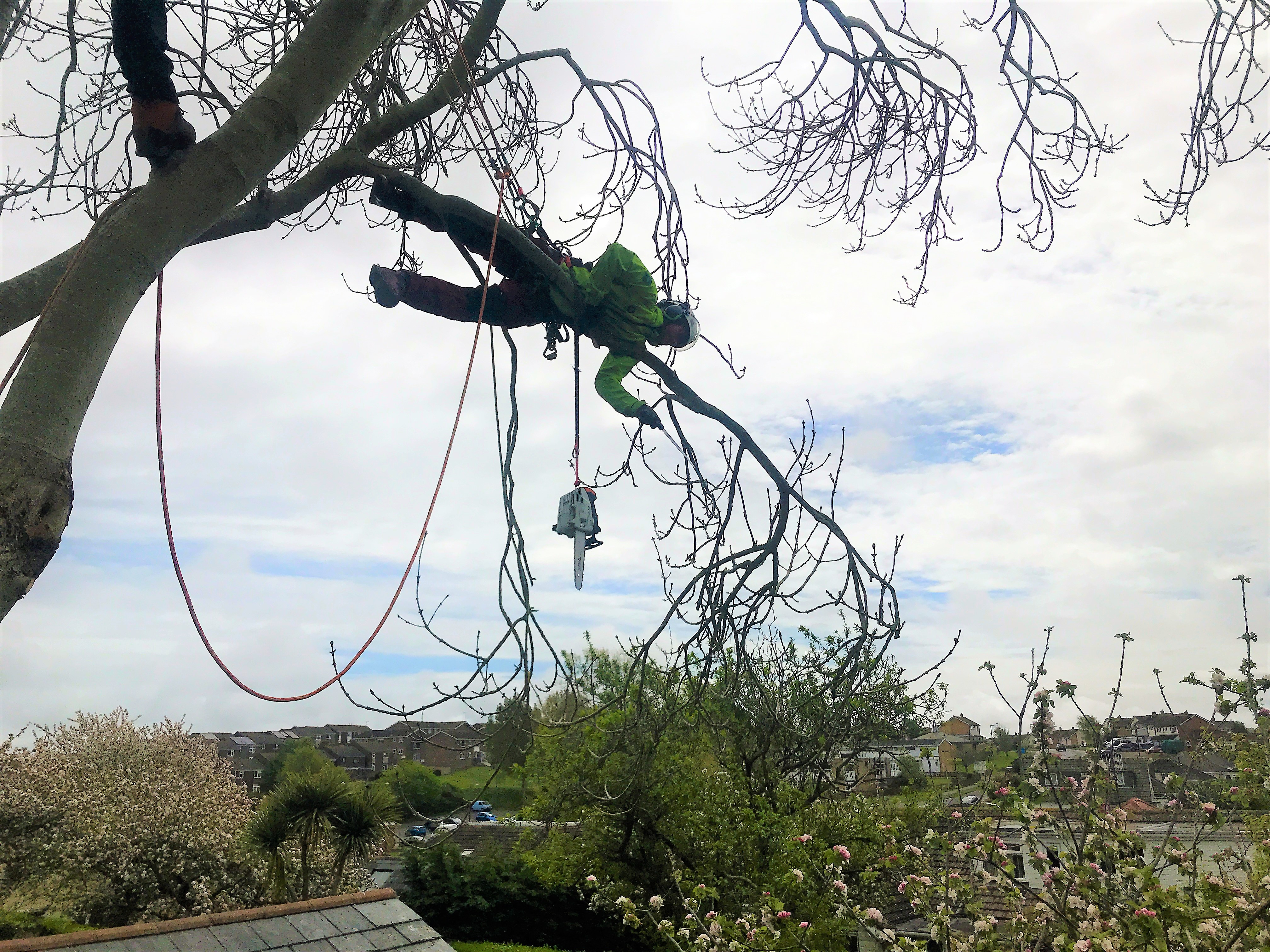 Weymouth Tree Surgeon | Tree Pruning Service in Weymouth, Dorchester, Portland, Dorset