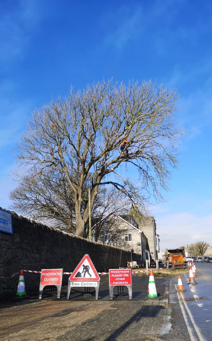 Weymouth tree surgeon, Dorchester tree surgeon, Portland tree surgeon, tree surgery, hedge trimming, tree care, tree removal, tree pruning, tree felling, stump grinding - Dorset Treeworx Ltd.