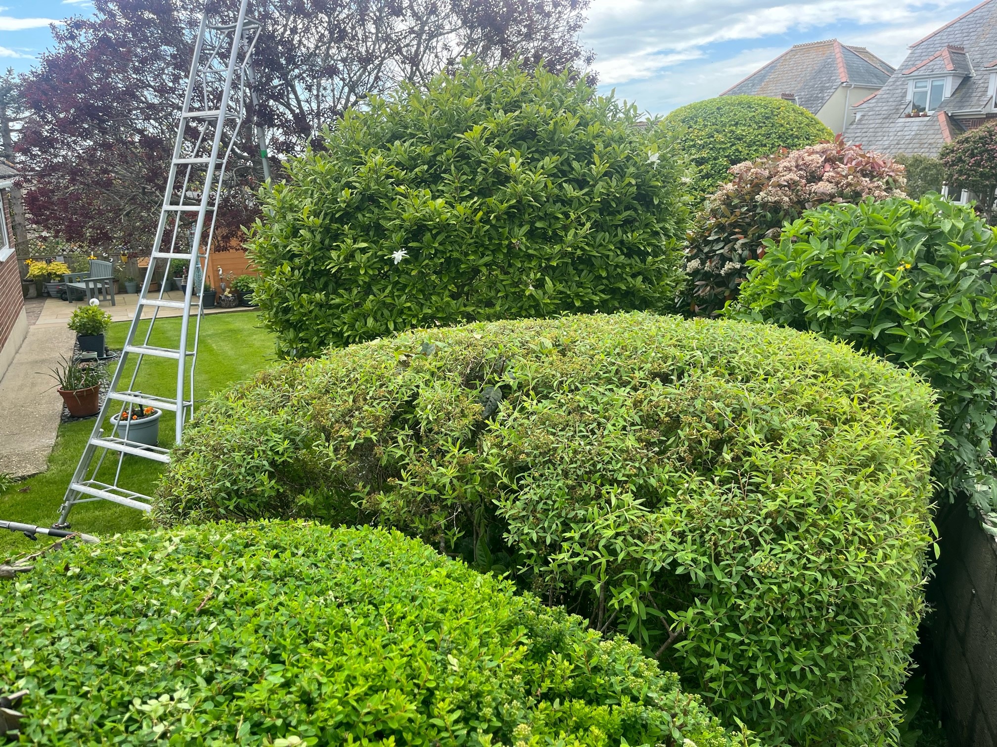 Weymouth tree surgeon - Garden maintenance and clearance services in Weymouth, Dorchester, Portland, Dorset - Garden photo of hedges, shrubs that has just been pruned, cut and trimmed to tidy with a pruning ladder.