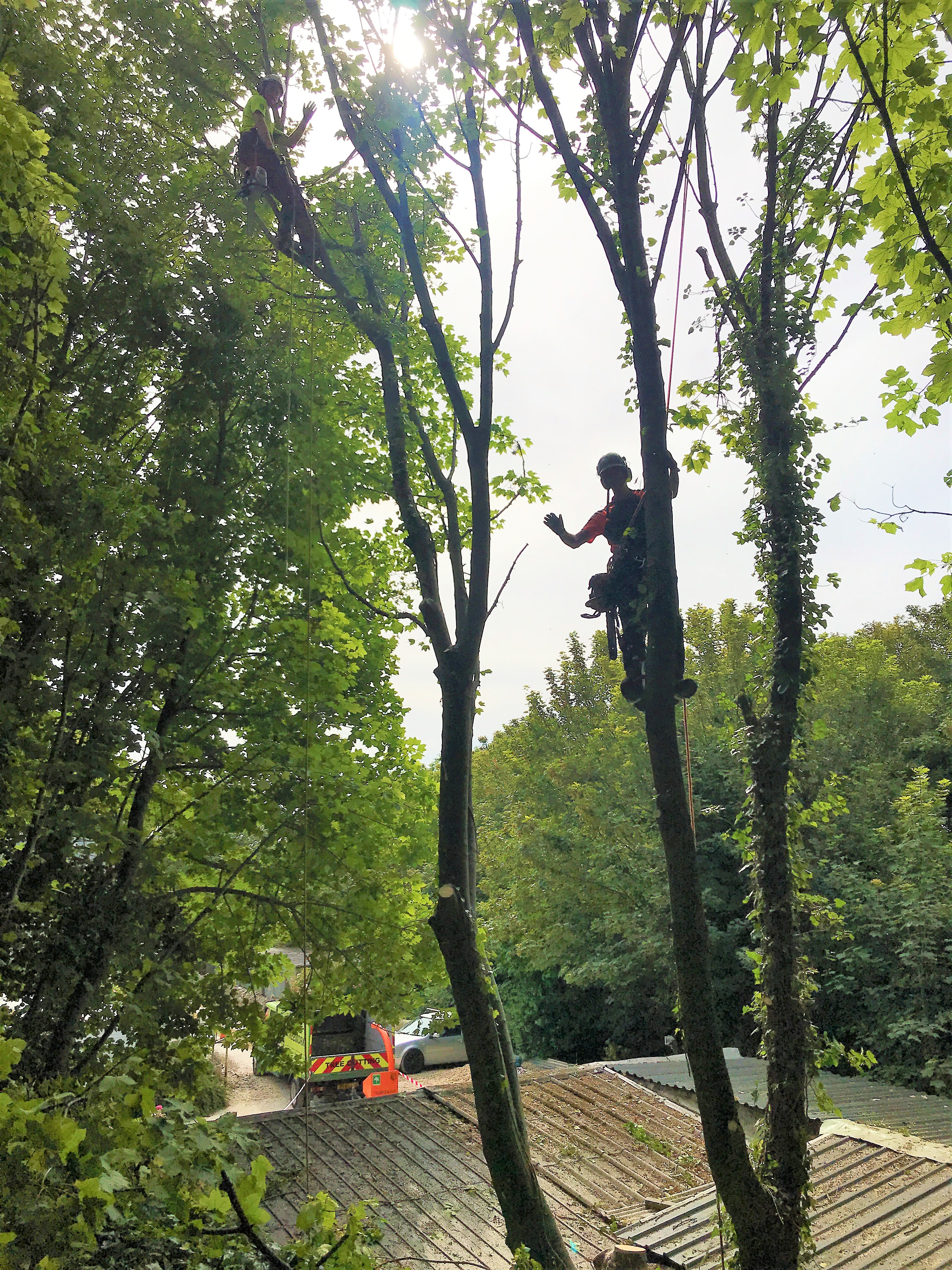 Tree Surgeon in Weymouth | Tree Care Service, Hedge cutting, Stump Grinding - Tree surgeons climbing a tree and waving.