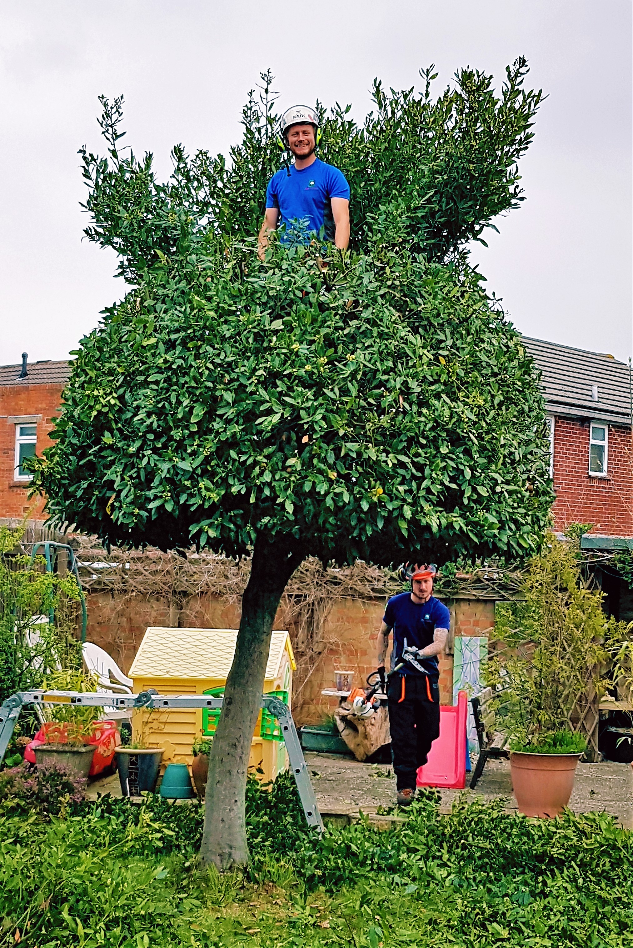 Weymouth Tree Surgeon - Tree trimming, Emergency Tree Surgery, Hedge, trimming, reduction, removal and stump grinding service.