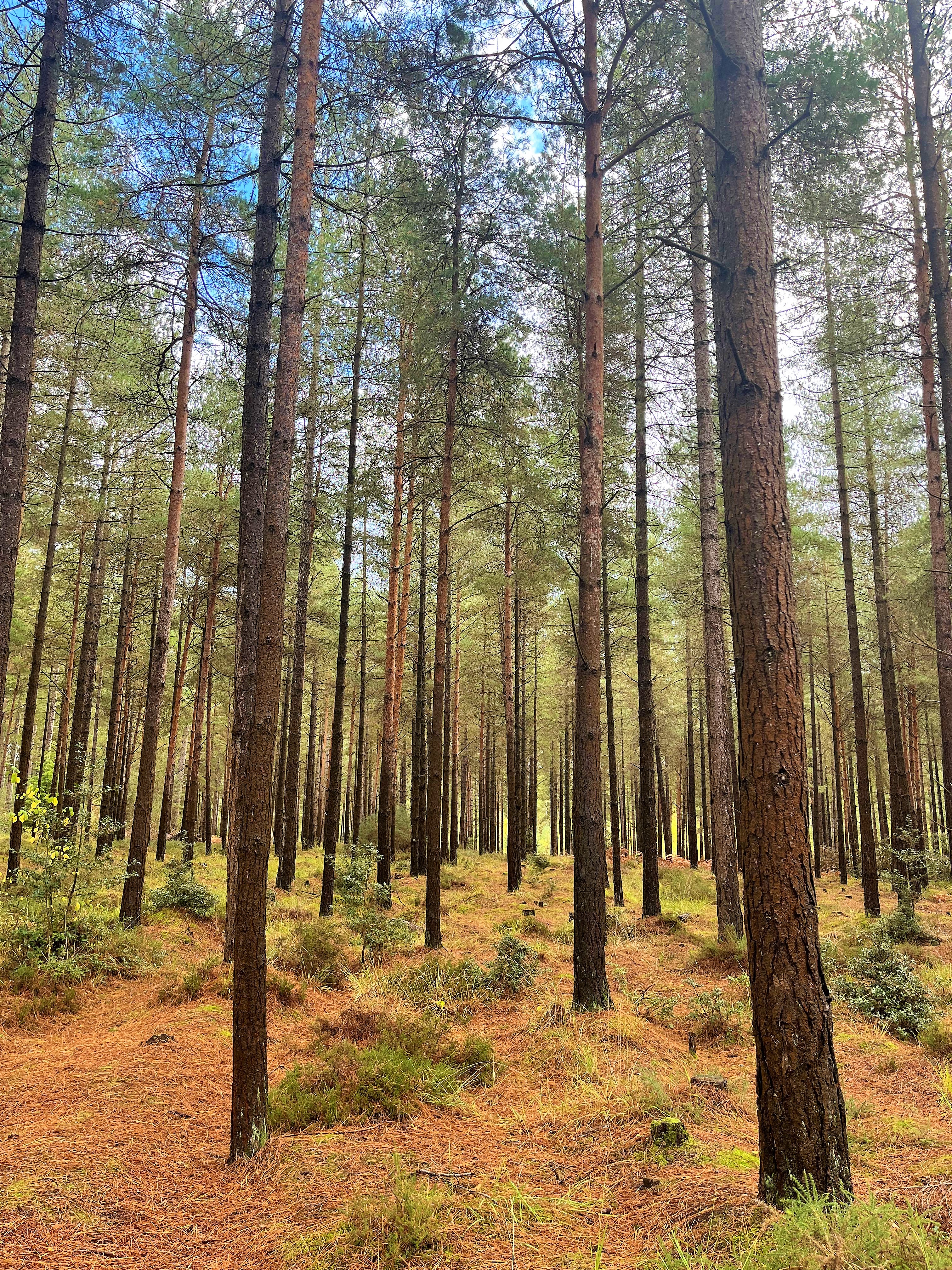 Tree planting service in Weymouth, Portland, Dorchester, Dorset - Commercial & Private Sectors - Tree surgeons in Weymouth