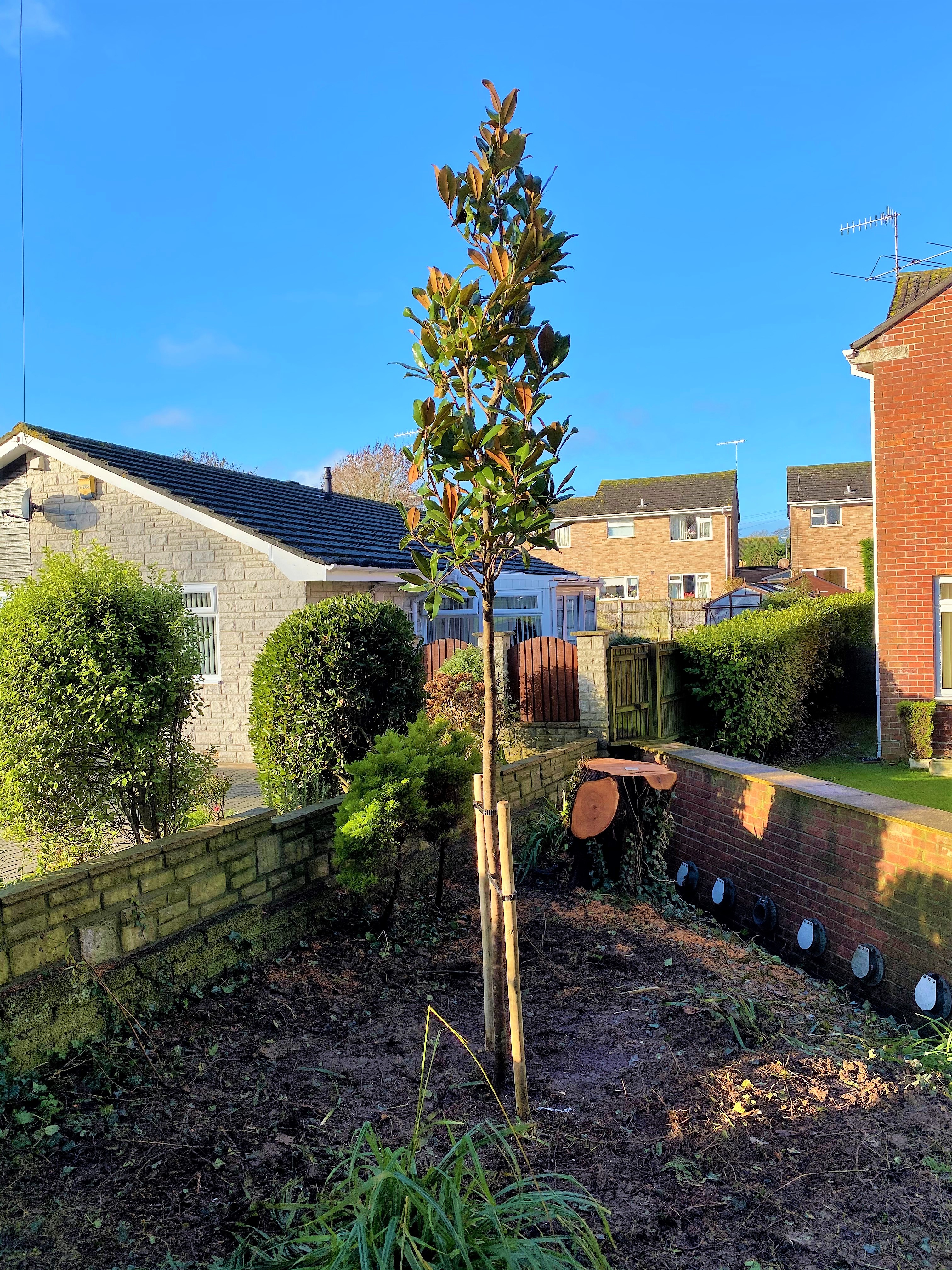 Tree planting in Weymouth, Dorchester, Portland, Dorset - Tree planting photo after a tree removal job - Weymouth tree surgeon