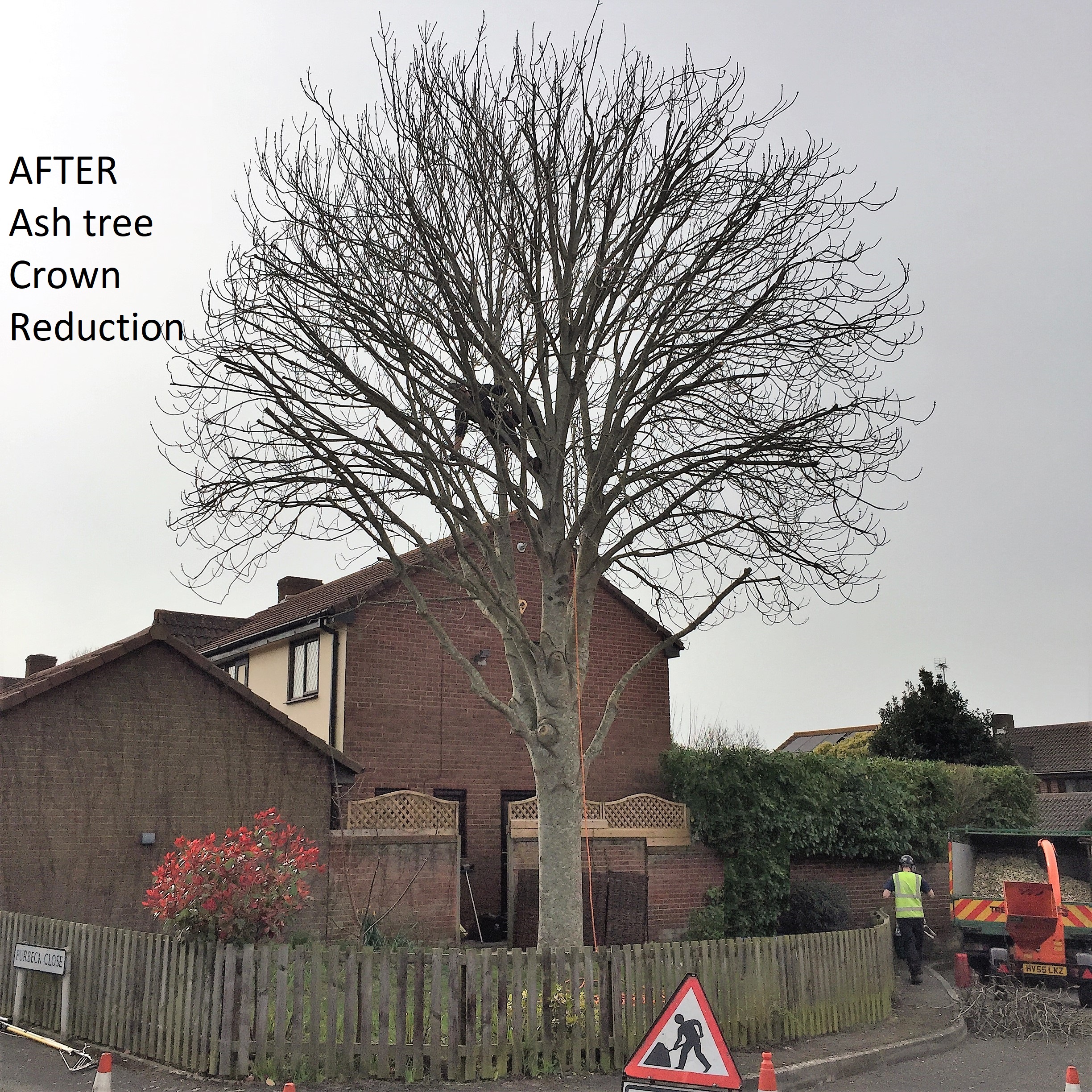 Weymouth Tree Surgeon - Tree surgery, Hedge trimming, Stump removal