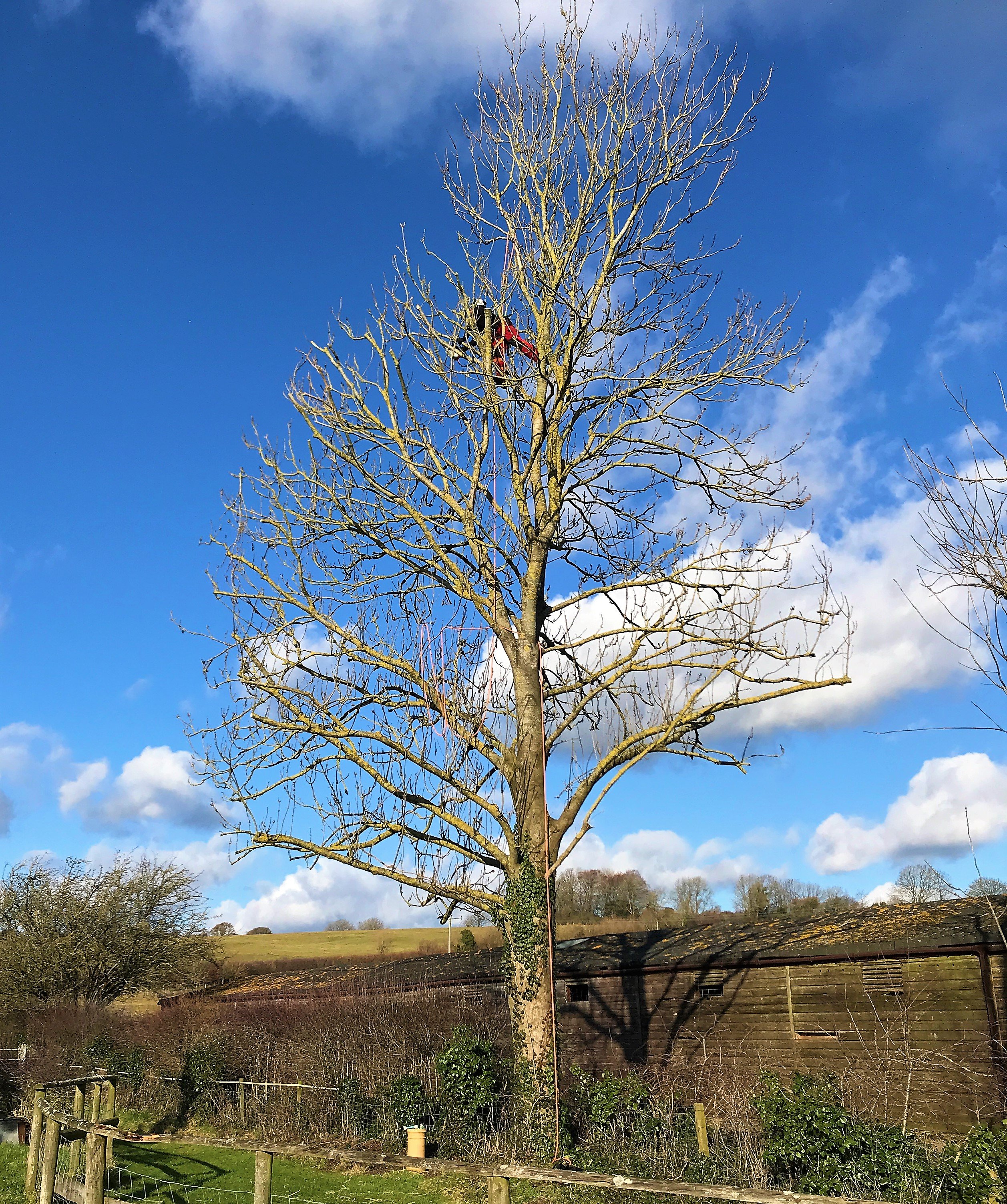 Dorchester Tree Surgeon