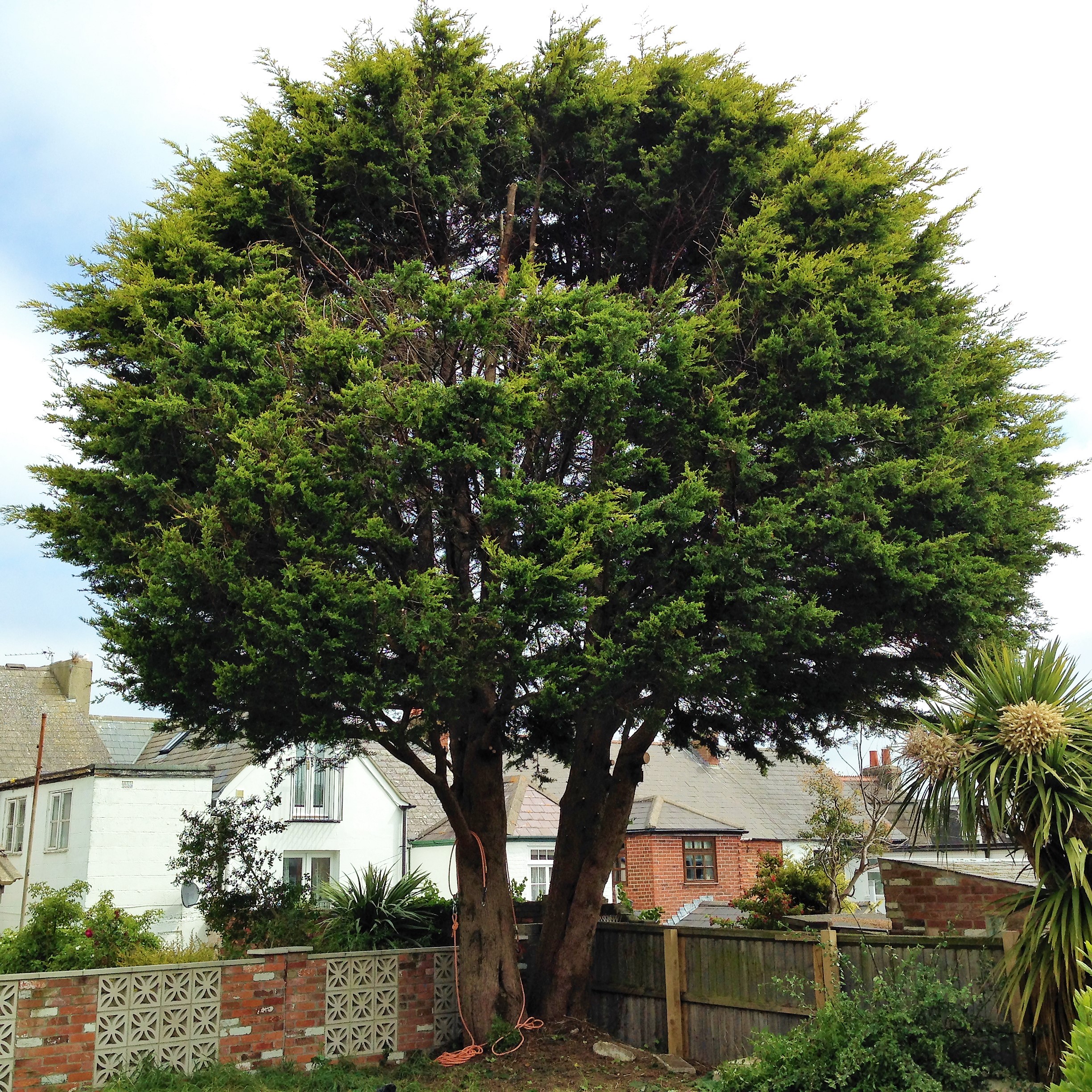 Tree Pruning Service in Weymouth, Portland, Dorchester, Dorset - Weymouth tree surgeon
