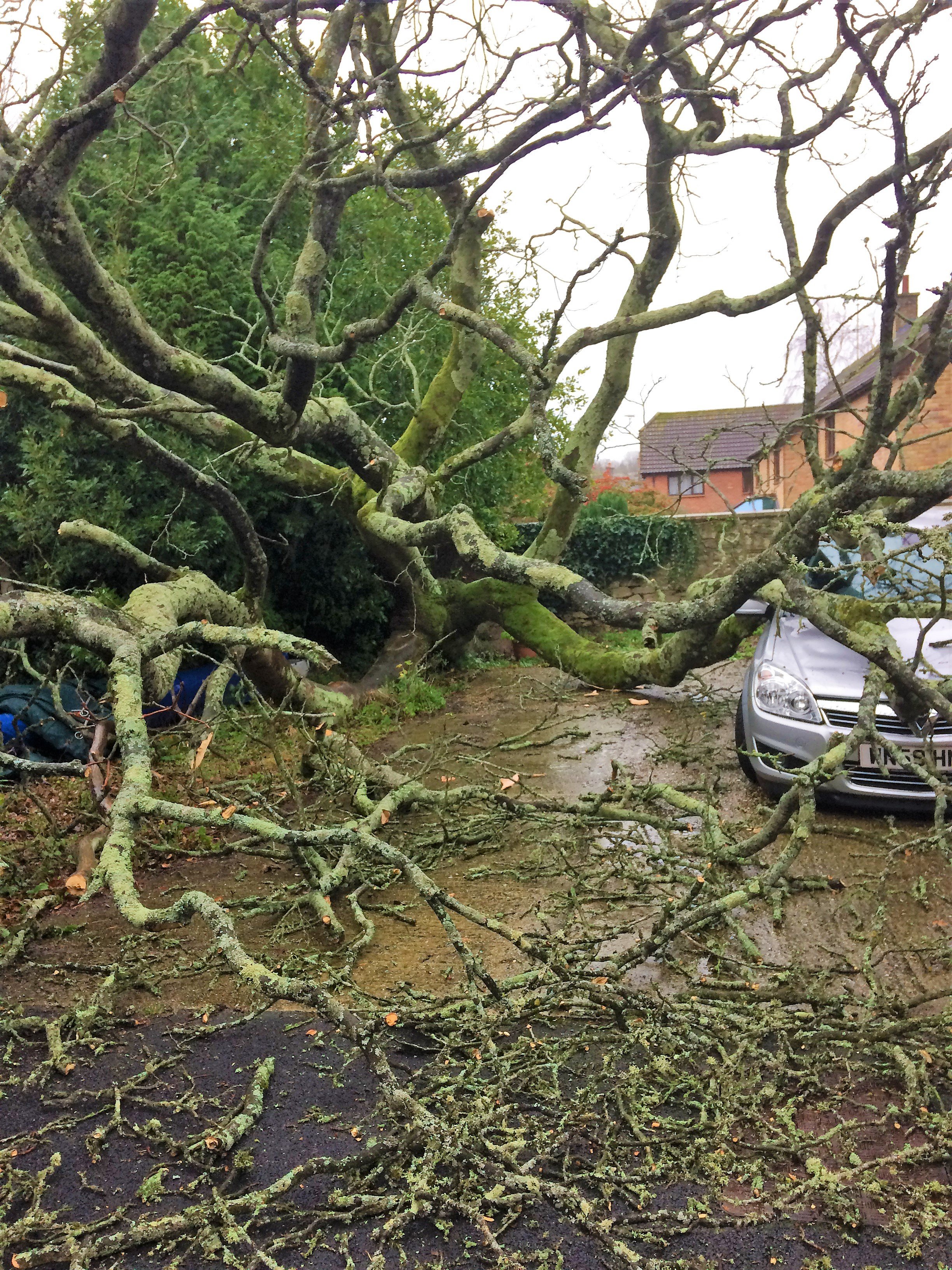 Weymouth tree surgeon - Fallen tree in Weymouth - tree clearance Emergency Tree Surgeon Service in Weymouth, Dorchester, Portland