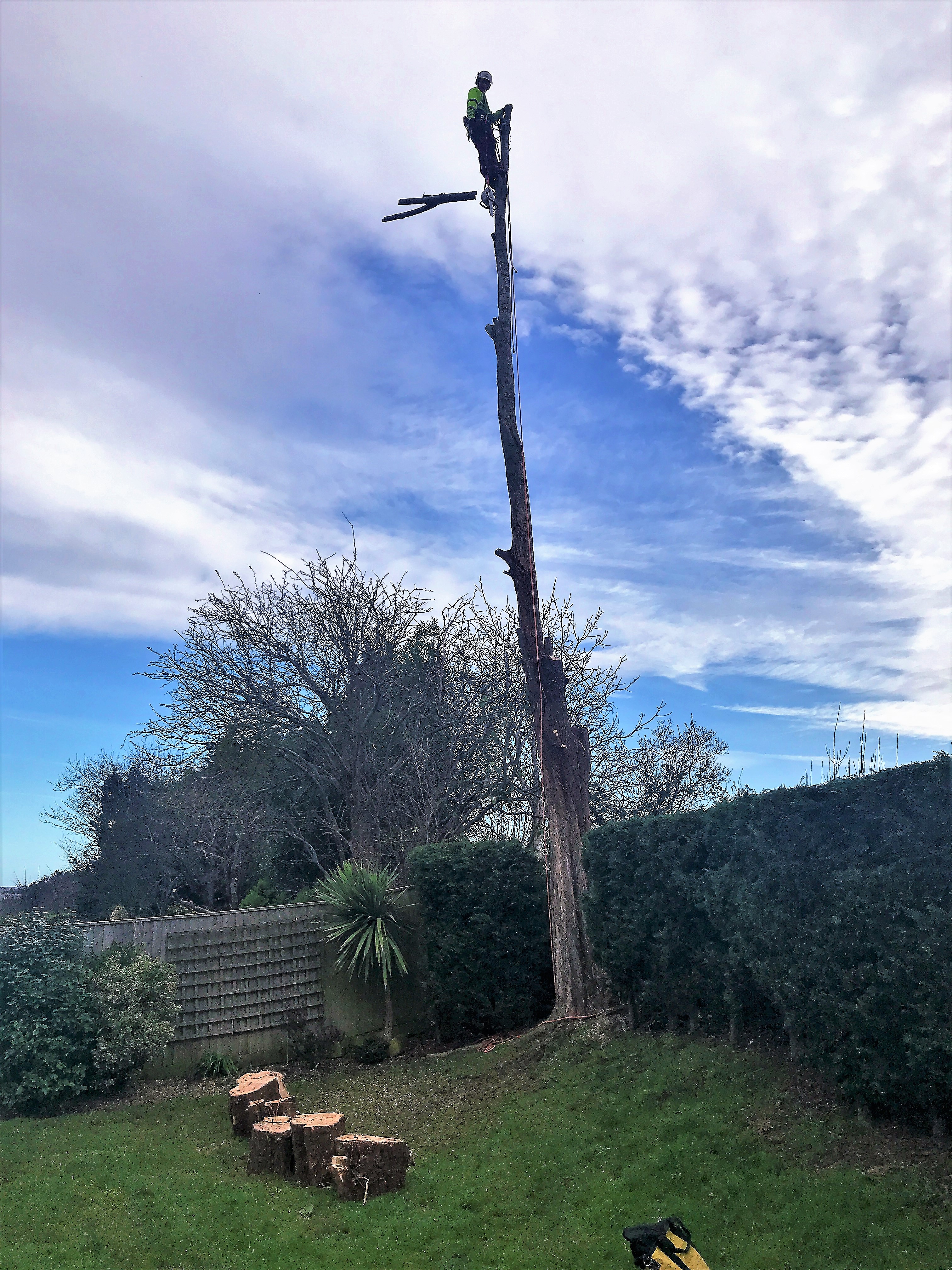 Weymouth Tree Surgeon - Tree Surgery, Hedge, trimming, reduction, removal and stump grinding | Dorset Treeworx Ltd.