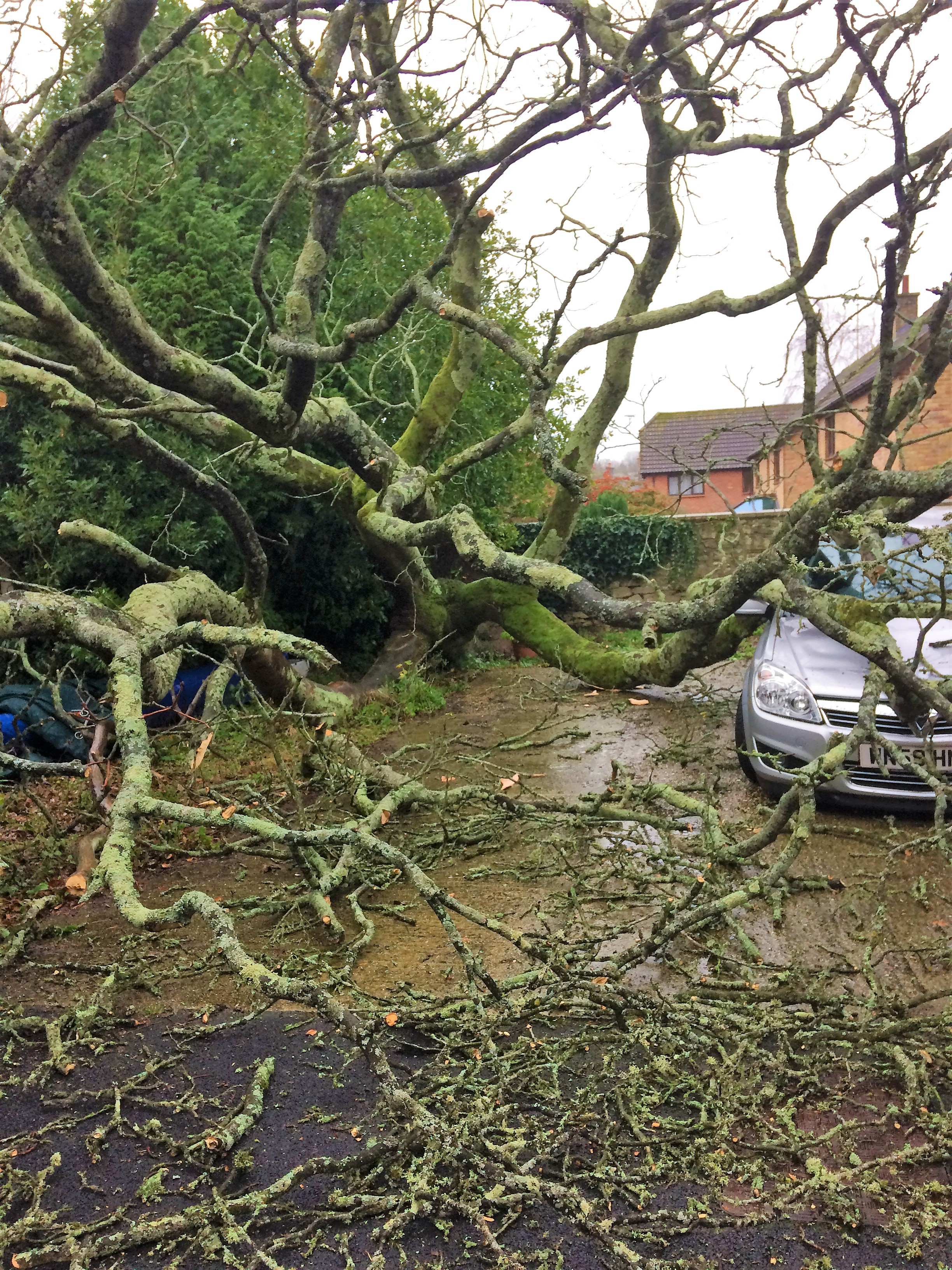 Emergency Tree Service in Weymouth, Dorchester, Portland - Tree fallen in high winds on to a car and the tree surgery team are clearing the tree
