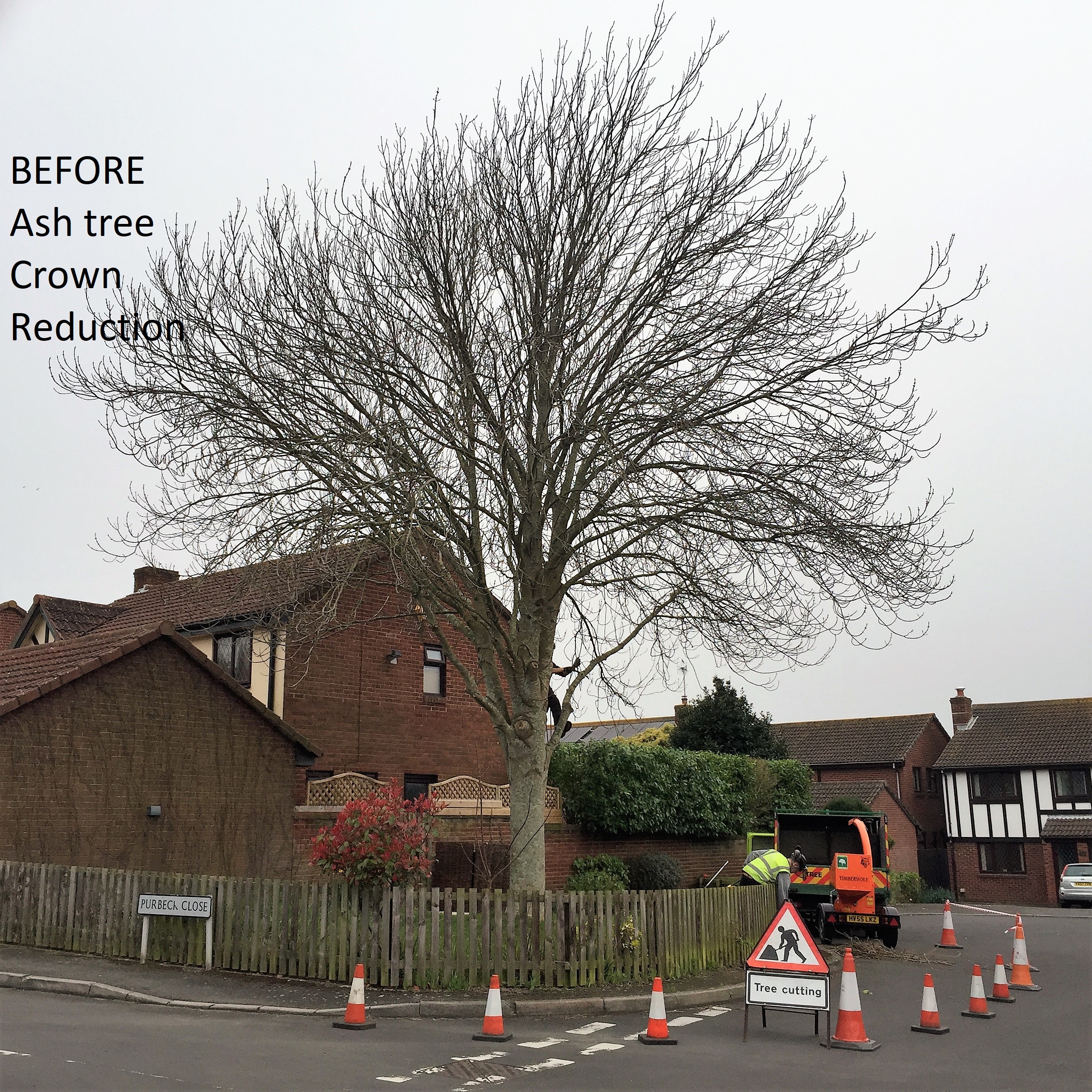 Weymouth tree surgeon - Tree Surgery & Hedge Trimming in Weymouth, Dorchester, Portland, UK