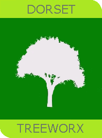 Tree care on Portland Dorset - Tree surgeon Portland Dorset - Tree service on Portland Dorset