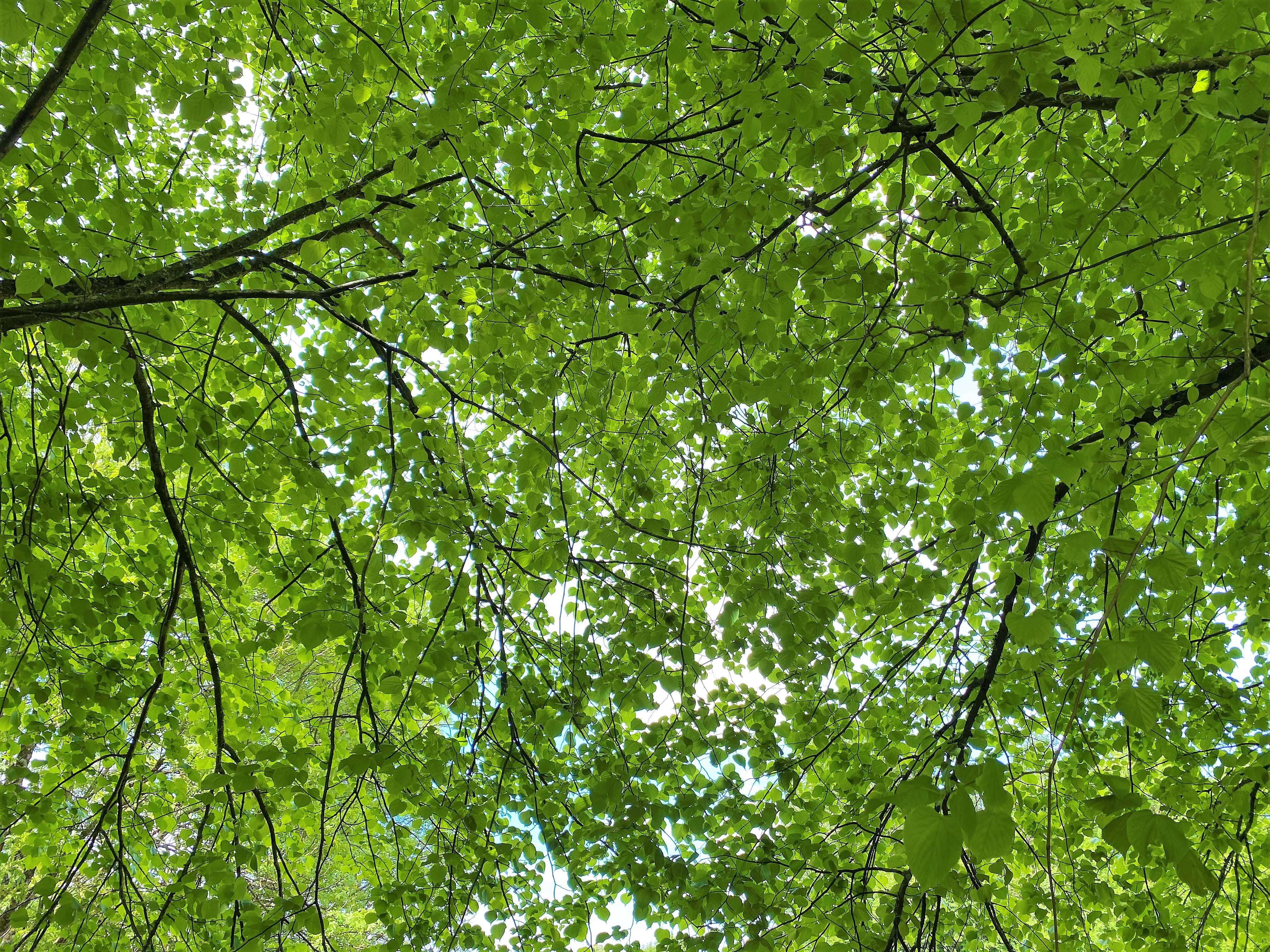 Commerical tree and hedge planting in Weymouth, Dorchester, Portland, Dorset - Weymouth tree surgeon