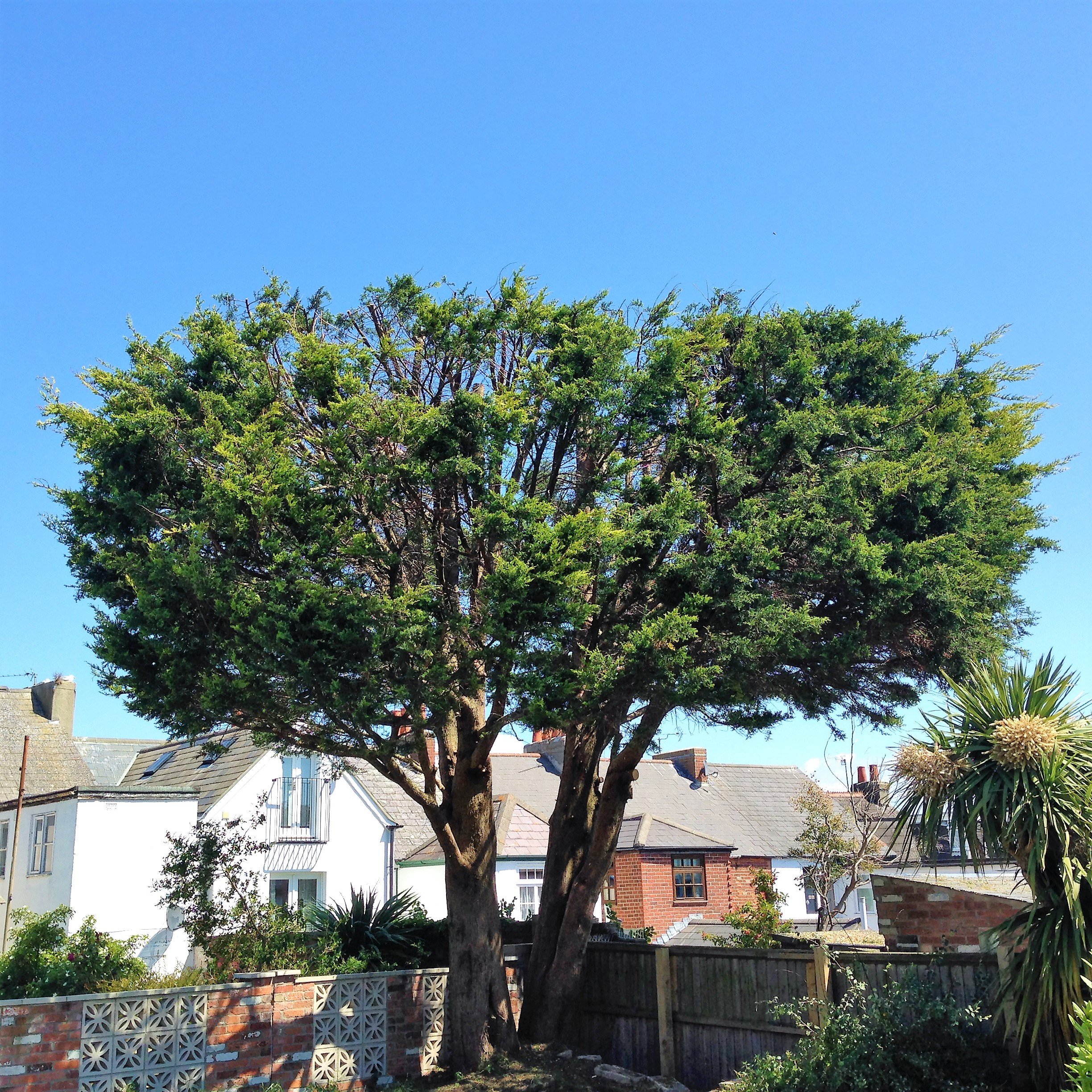 orchester, Dorset - Weymouth tree surgeon