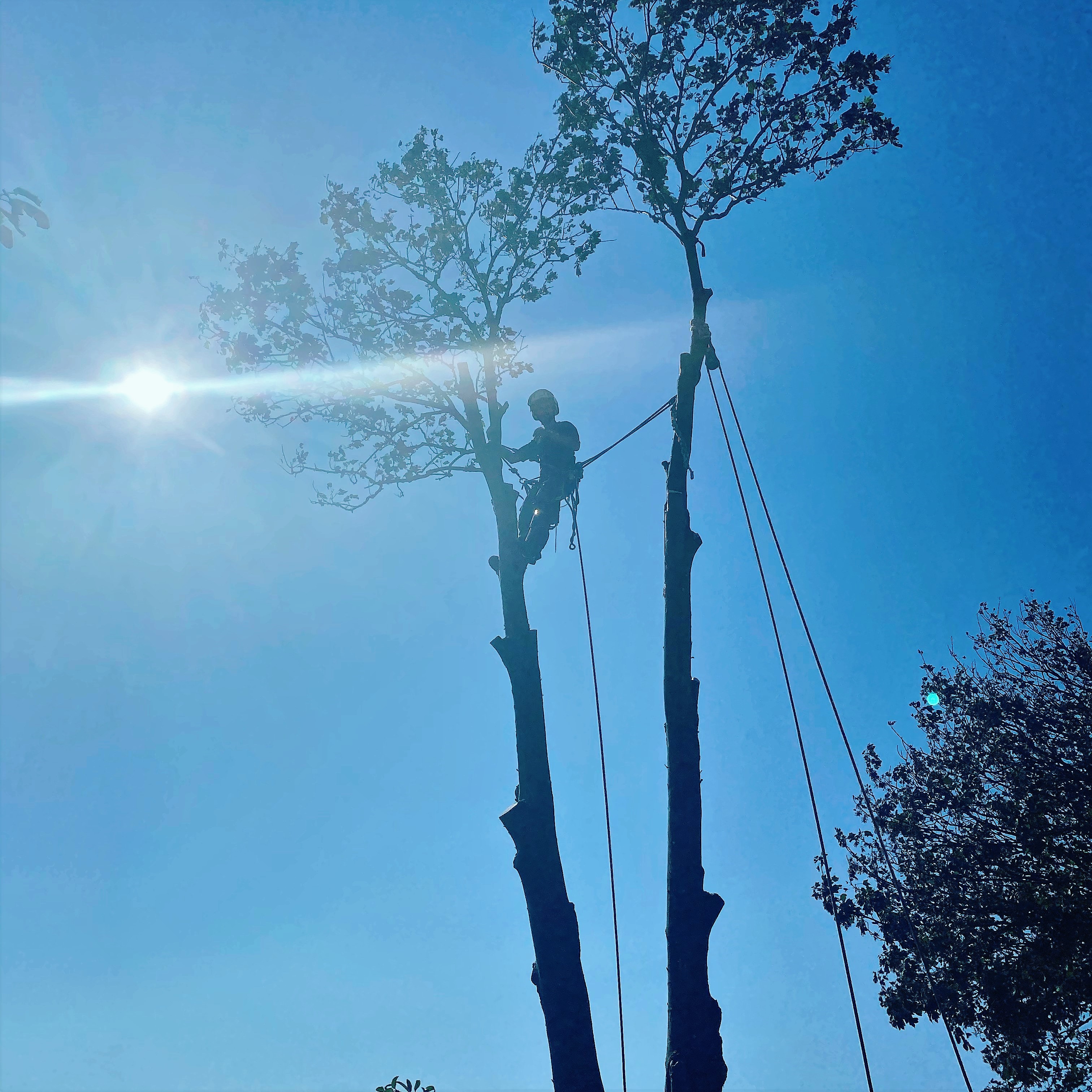 Weymouth Tree Surgeon - tree climbing in Weymouth, Dorchester, Portland , Dorset