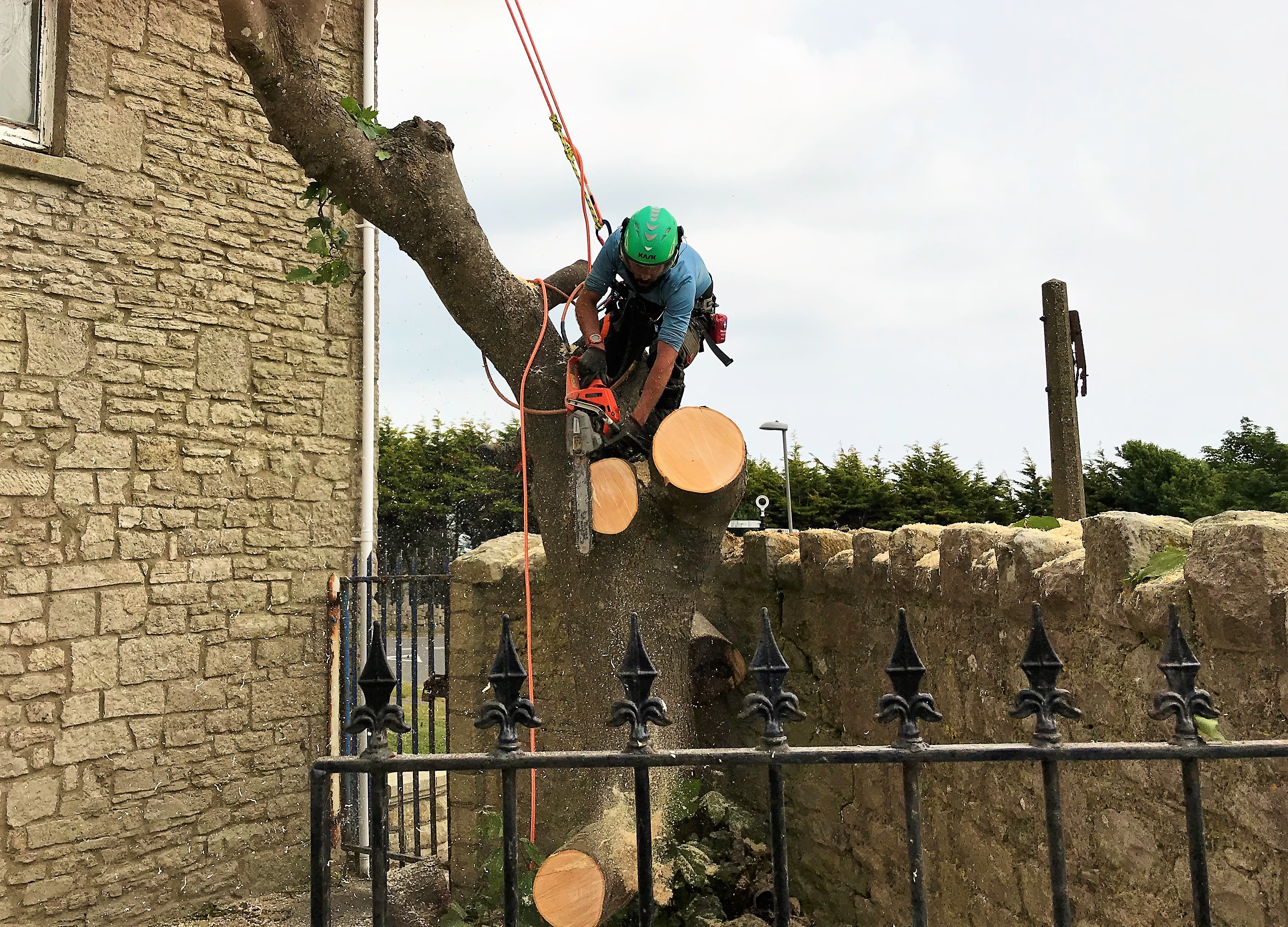 Tree Removal - Tree Felling in Weymouth, Dorchester, Portland, Dorset - Weymouth tree surgeon - Tree climber cutting a tree with a chainsaw.