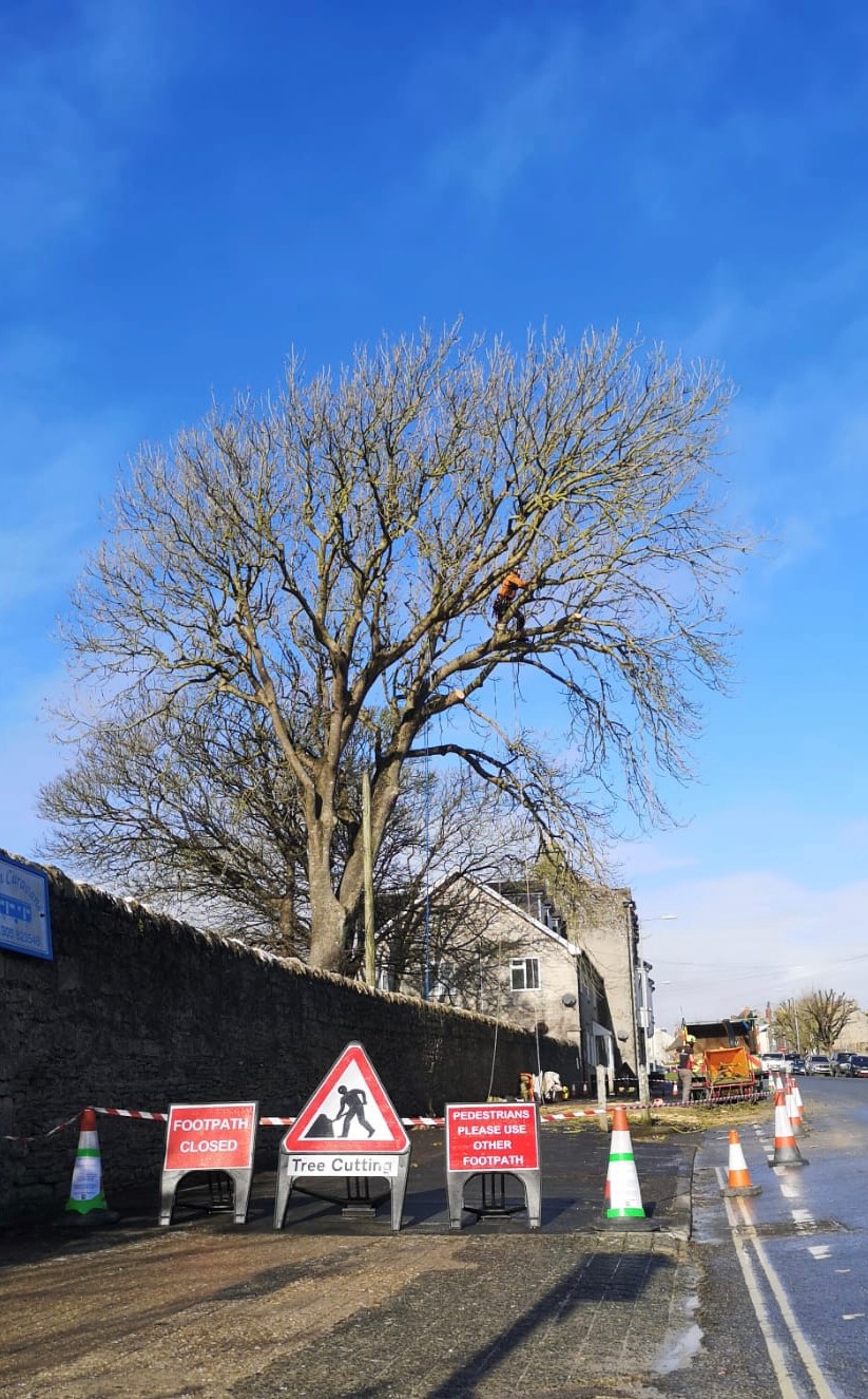 Weymouth Tree Surgeon - Emergency Tree Work Service in Weymouth, Portland, Dorchester - Tree surgeons working on a tree with signage across path