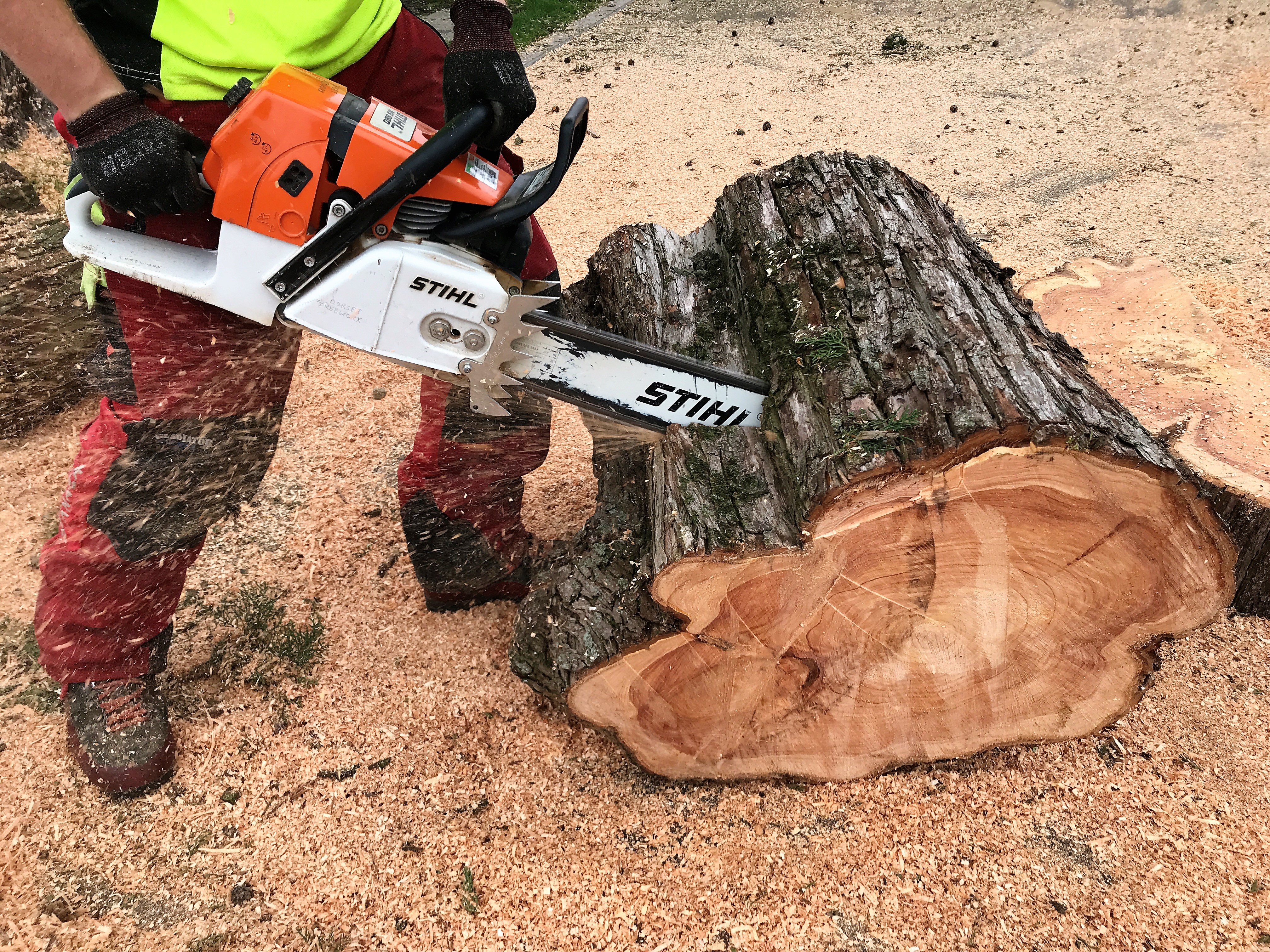 Weymouth Tree Surgeon | Tree removal, tree felling, stump grinding service - tree surgeon cutting a large tree with a chainsaw into sections to remove.