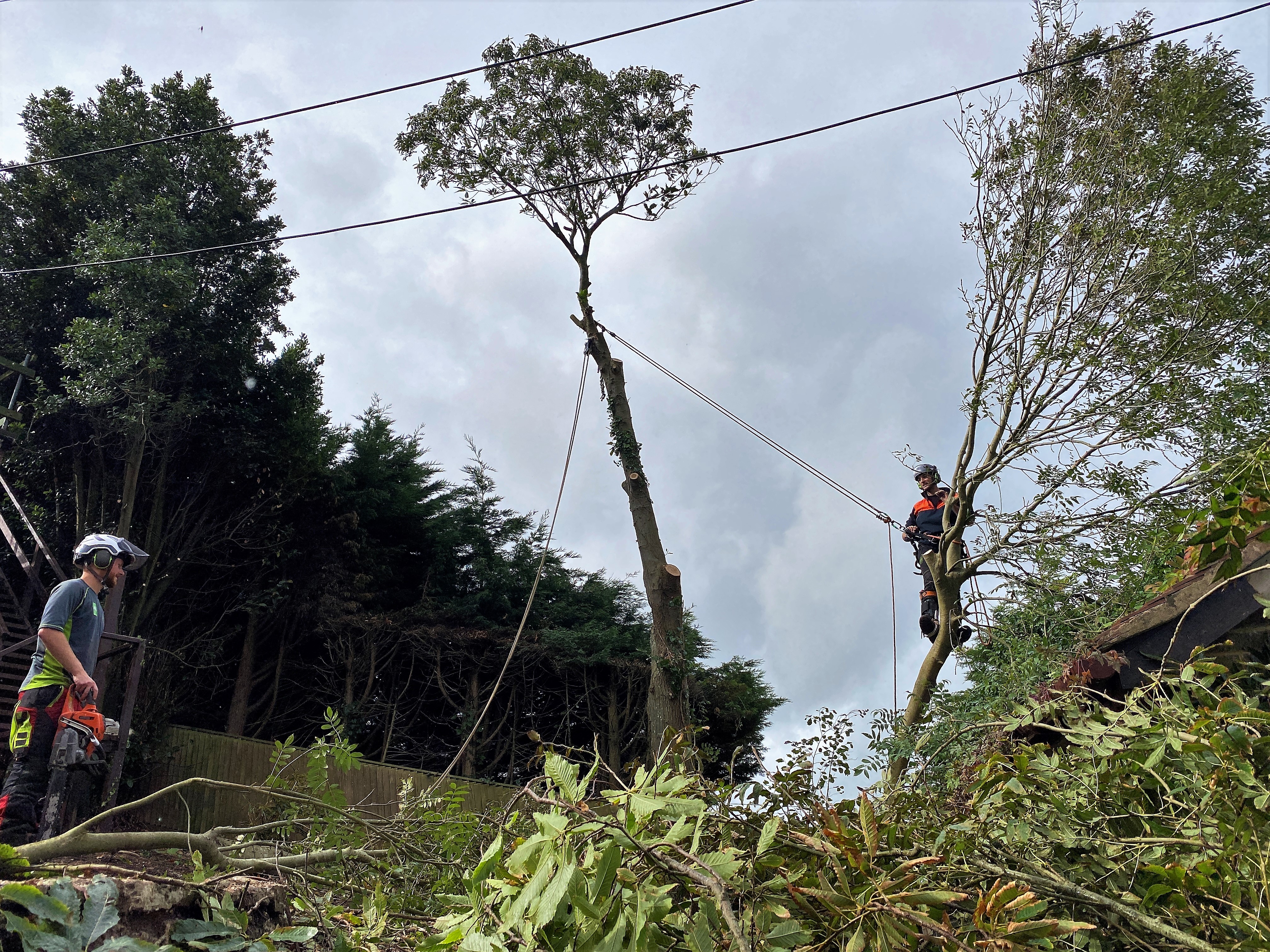 Weymouth tree surgeon - Garden clearance of overgrowth gardens. Trees, hedges, shrubs in Weymouth, Dorchester, Portland, Dorset