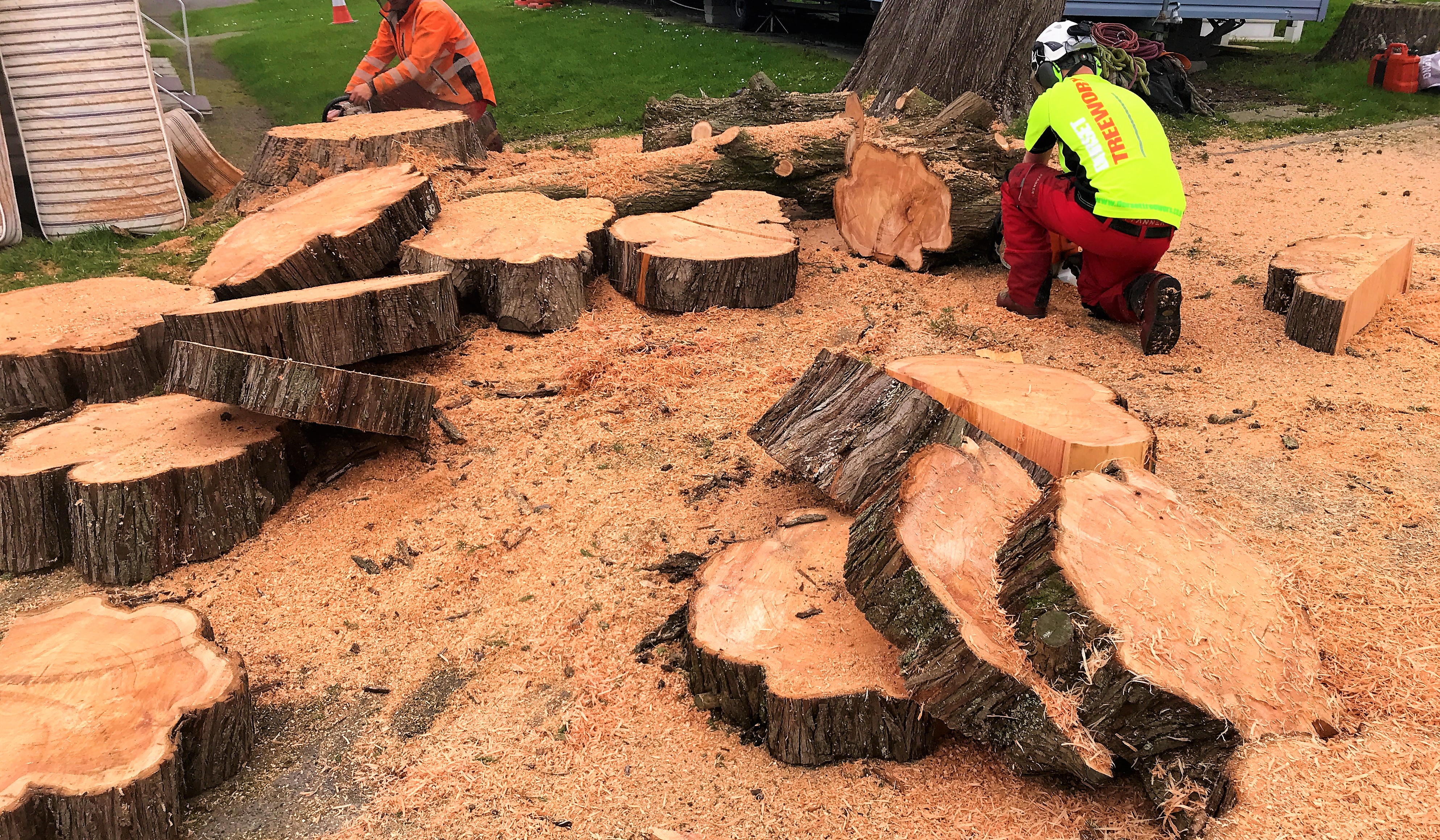 Weymouth tree surgeon - Commercial site clearance and maintenance in Weymouth, Dorchester, Portland, Dorset