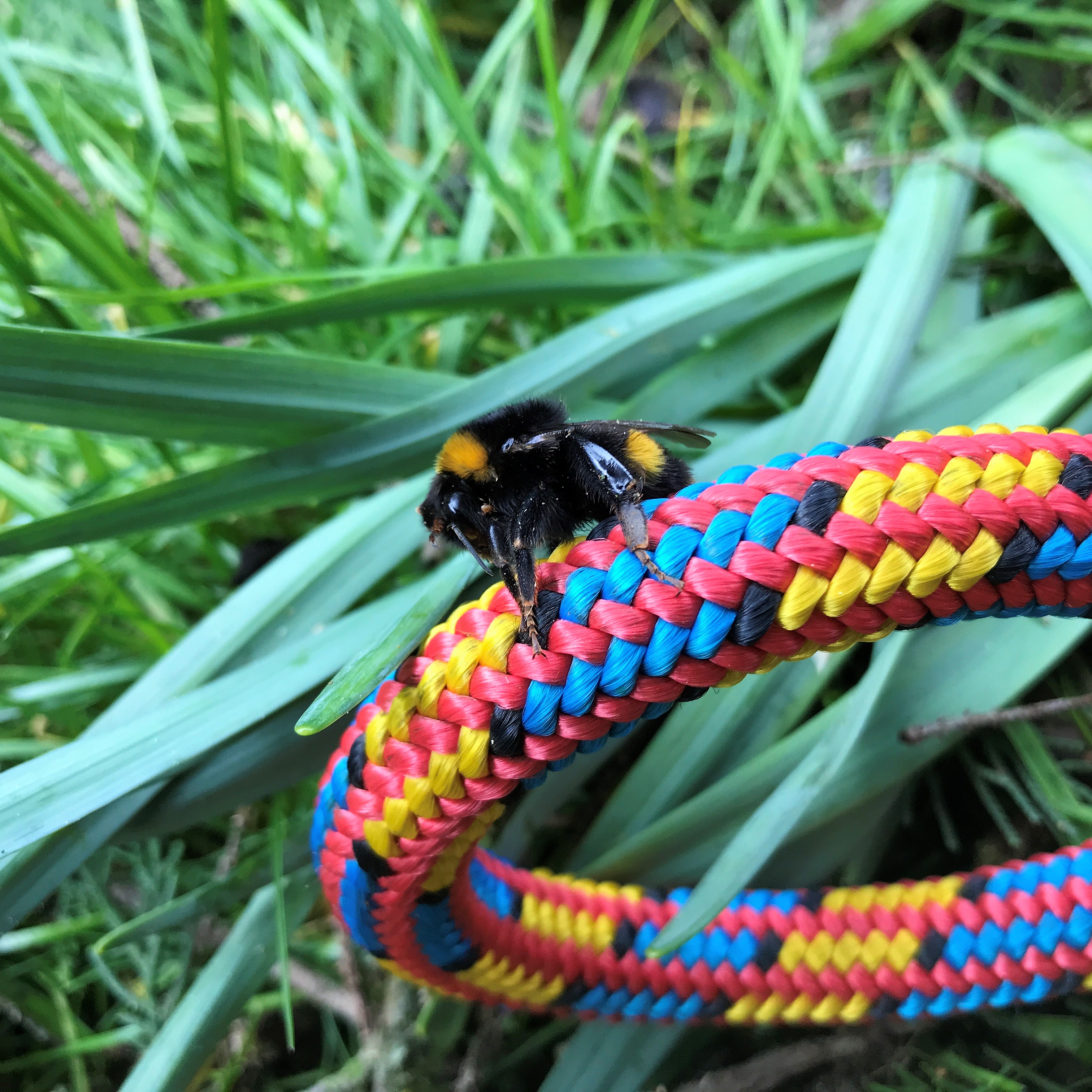 Weymouth tree surgeon - Tree surgeons near me in Weymouth - bumble bee landing on tree climbing rope in the grass.