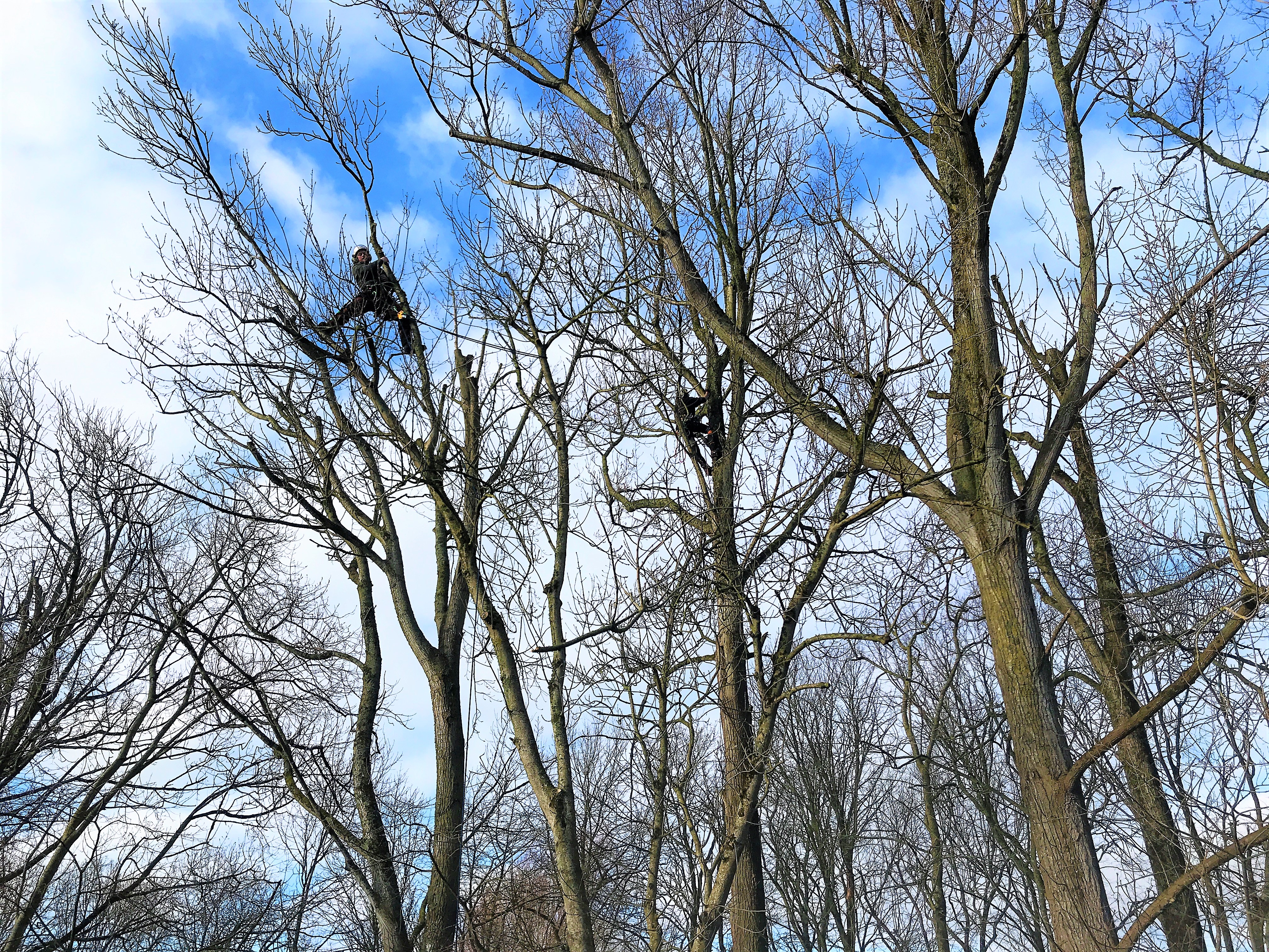 Weymouth Tree Surgeon