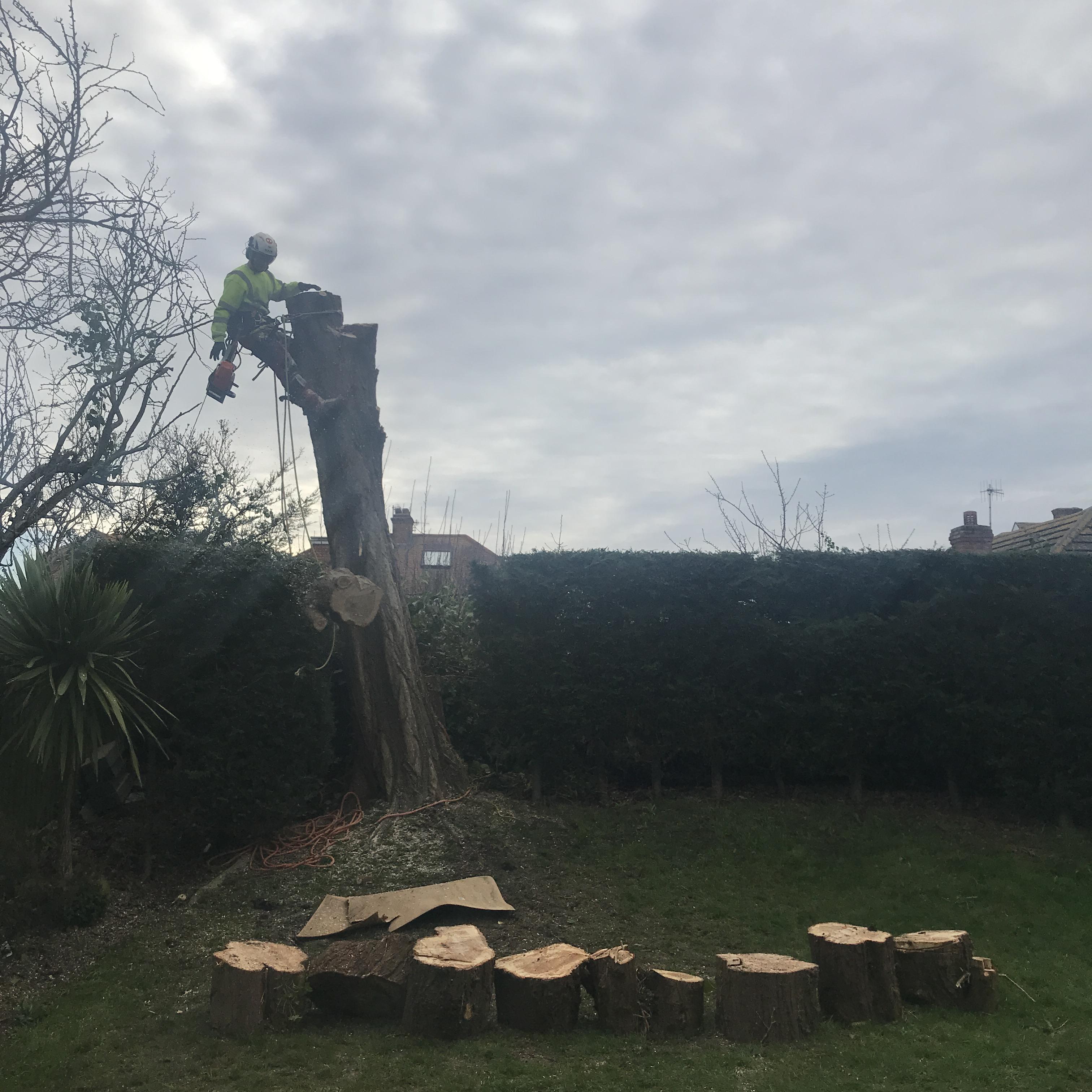 Tree removal in Weymouth, Dorchester, Portland - Tree Surgeon Weymouth - Tree climber spiking into a tree to dismantle the tree stem one section at a time.