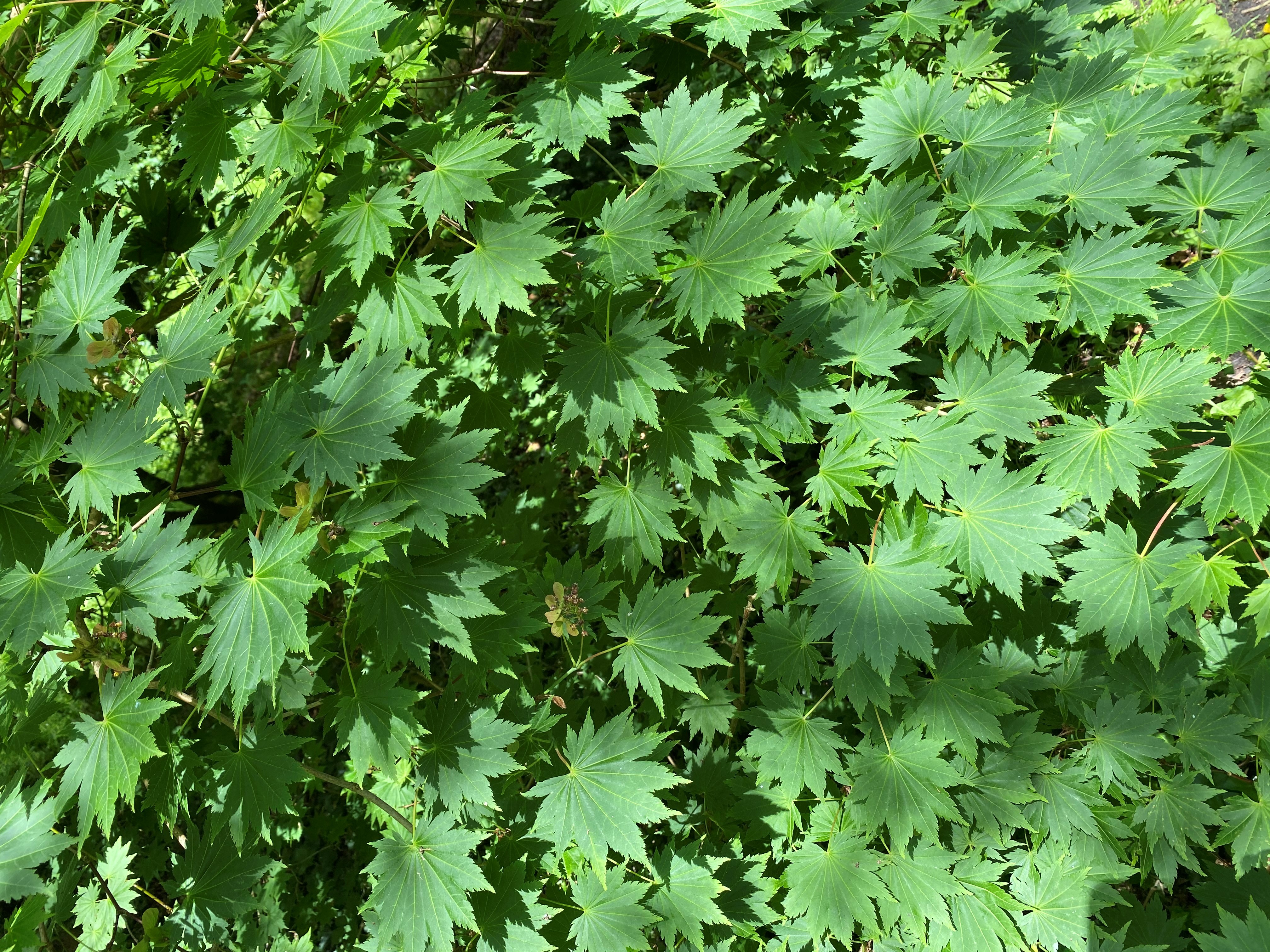 Weymouth Tree Surgeon | Tree Surgery, Hedge Trimming, Tree Care, Tree Removal, Stump Grinding, Garden Maintenance Service - Acer tree leaves creating a special pattern