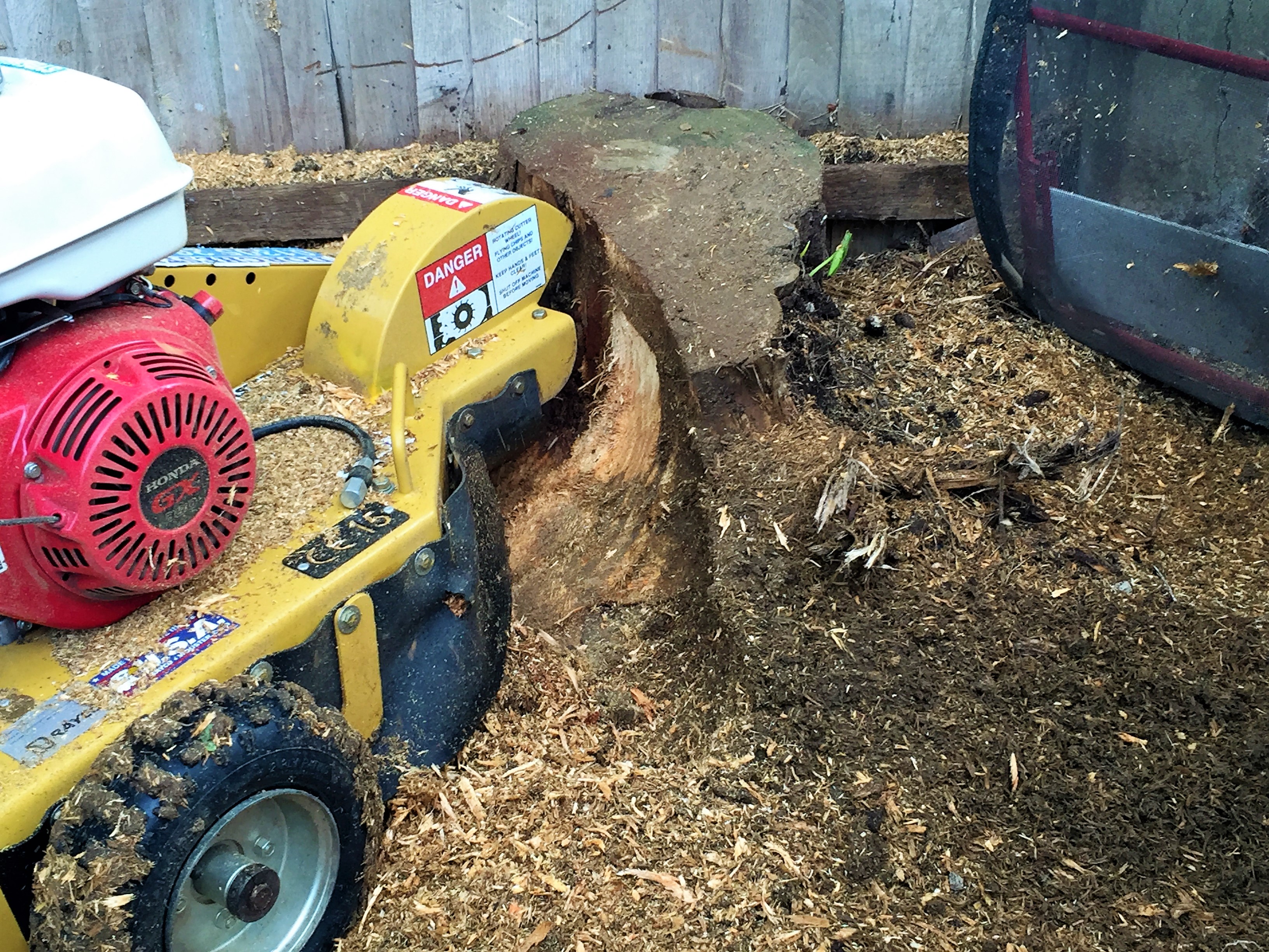 Tree stump grinding in Weymouth, Portland, Dorchester, Dorset - stump grinder removing a tree stump - Weymouth tree surgeon