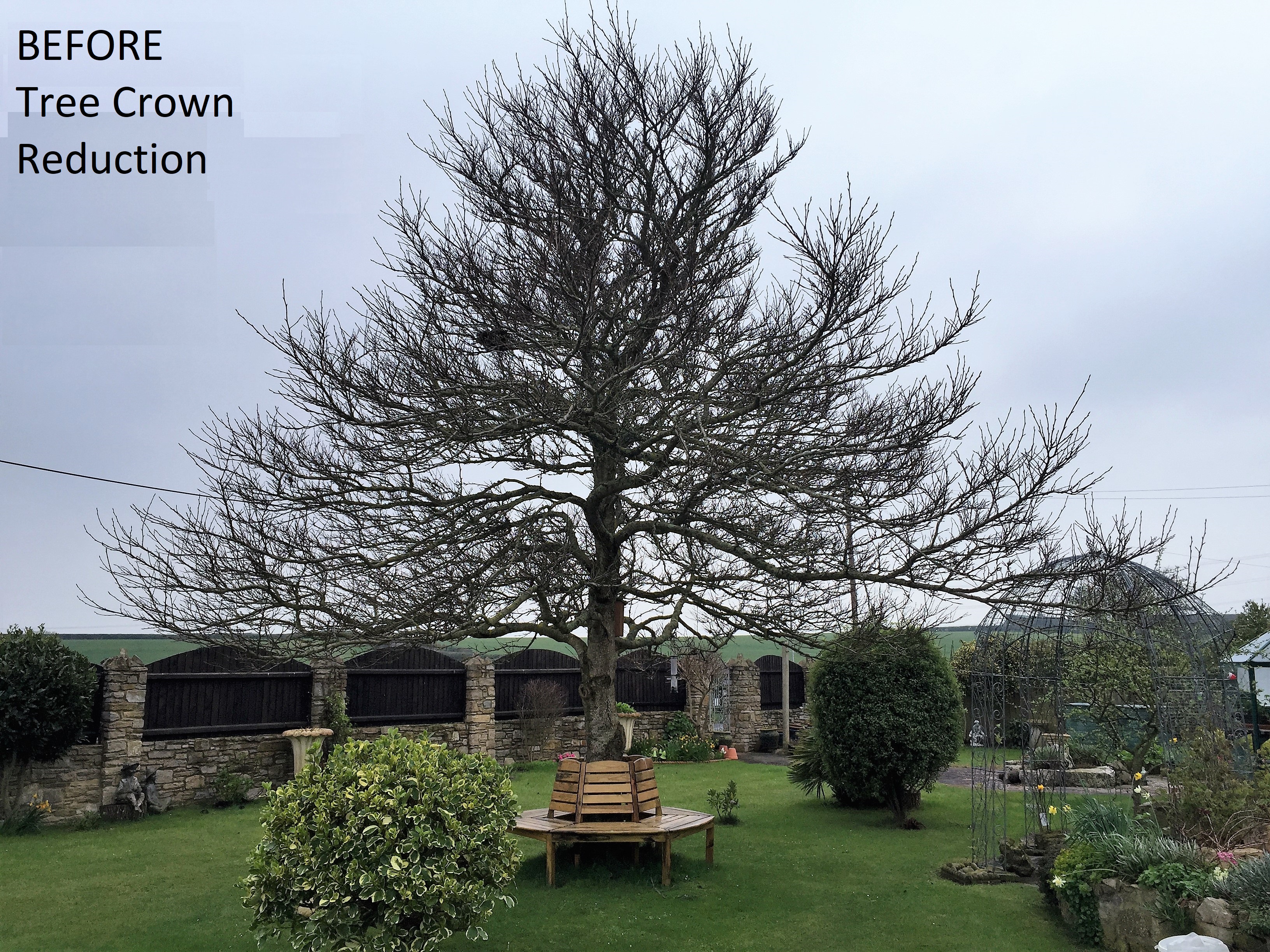 Weymouth Tree Surgeon | Tree Care & Hedge Trimming, Stump Removal in Weymouth, Dorchester, Portland in Dorset.