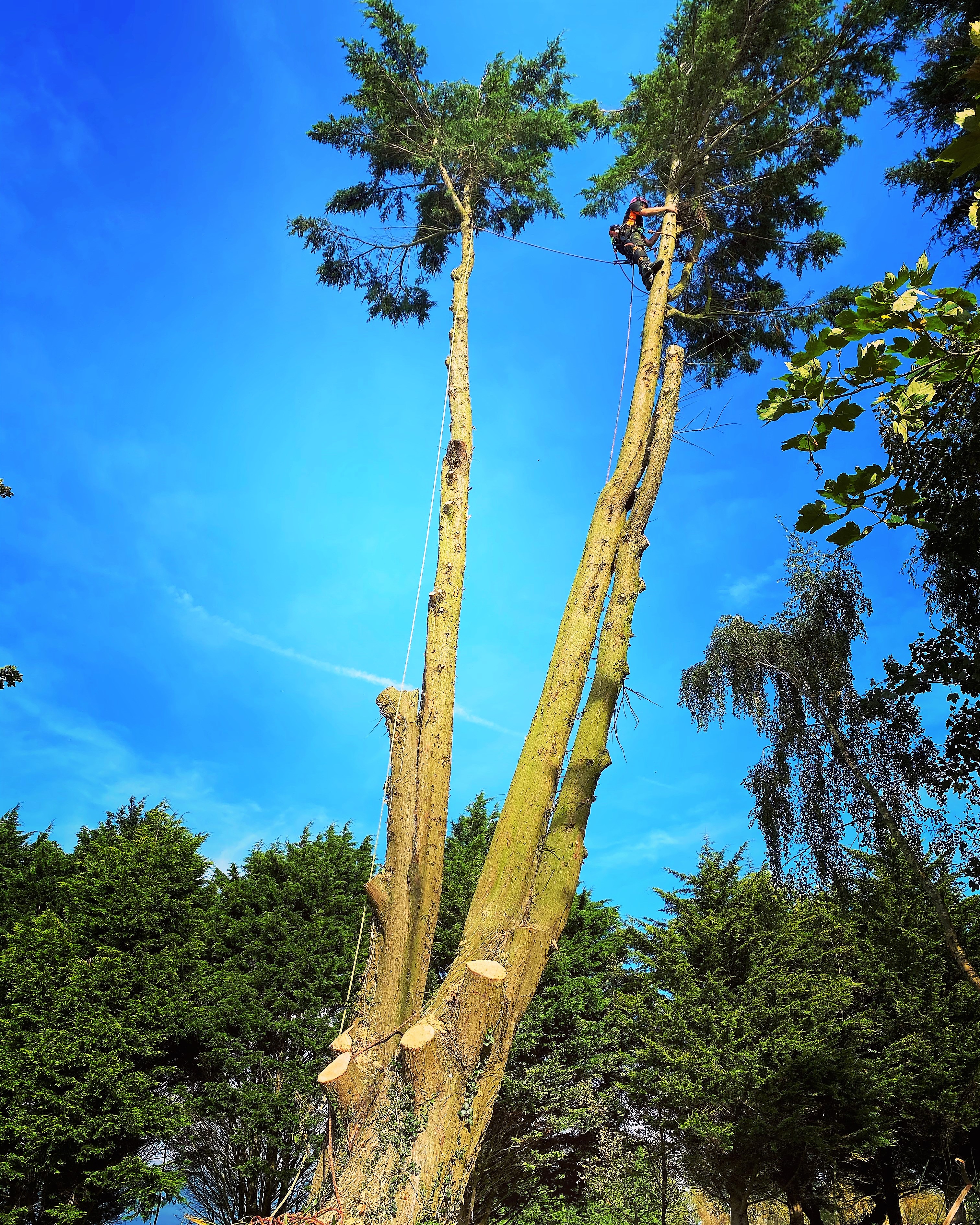 Tree Surgeon Dorchester | Tree care service, hedge cutting, stump grinding service