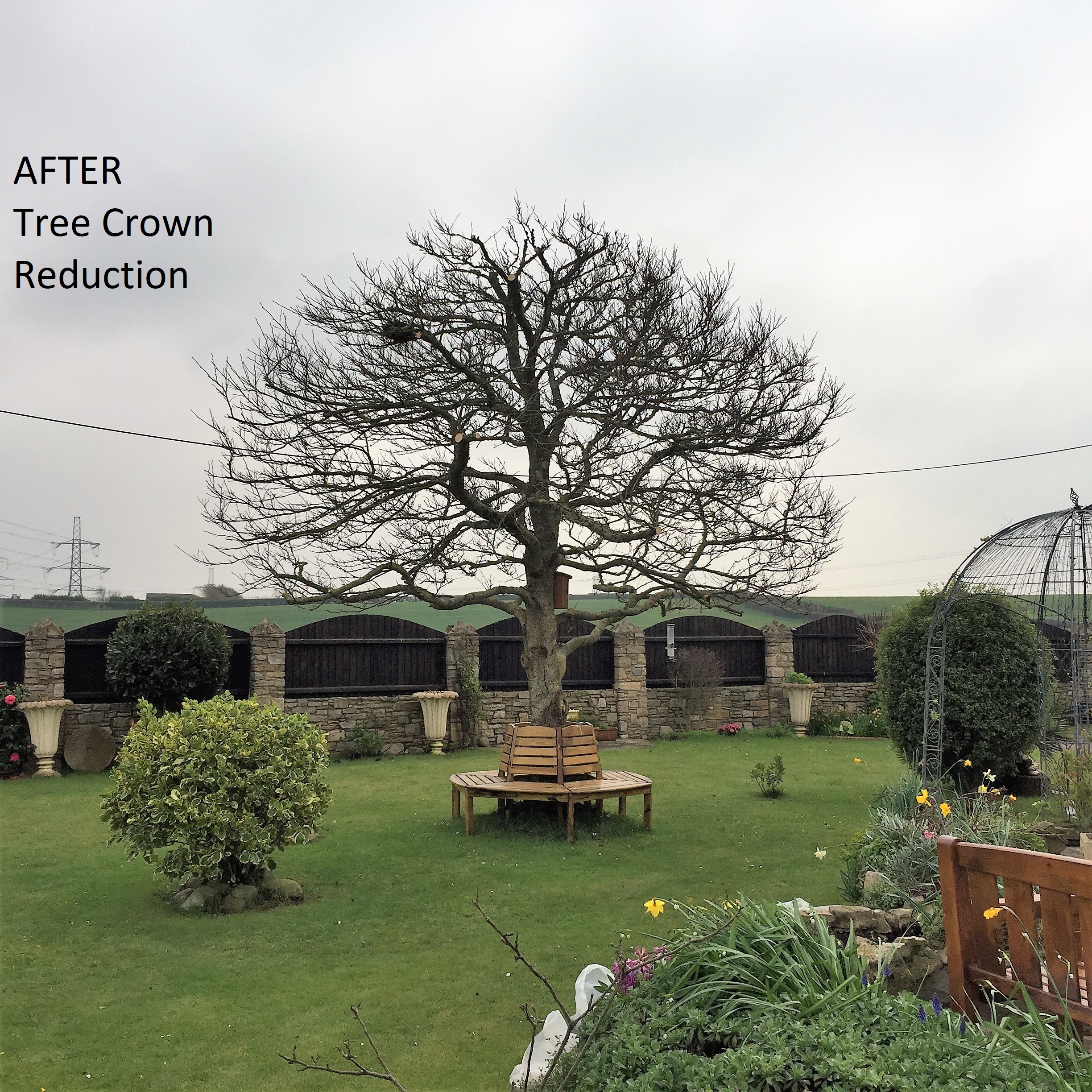 Weymouth tree surgeon - Tree Surgery & Hedge Trimming in Weymouth, Dorchester, Portland, UK