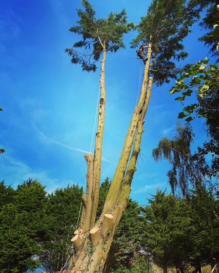 Tree Surgeon South Dorset - Tree care, hedge trimming, stump removal in Dorset.