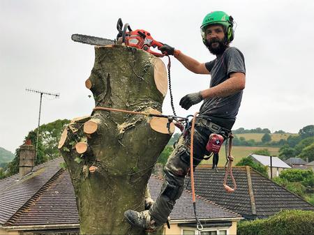 Weymouth tree removal, tree felling, tree dismantling service in Weymouth, Dorchester, Portland, Dorset