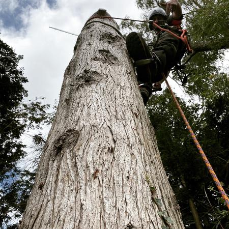 Weymouth Dorset Tree Surgeon - Tree Surgery, Hedge, trimming, reduction, removal and stump grinding service.